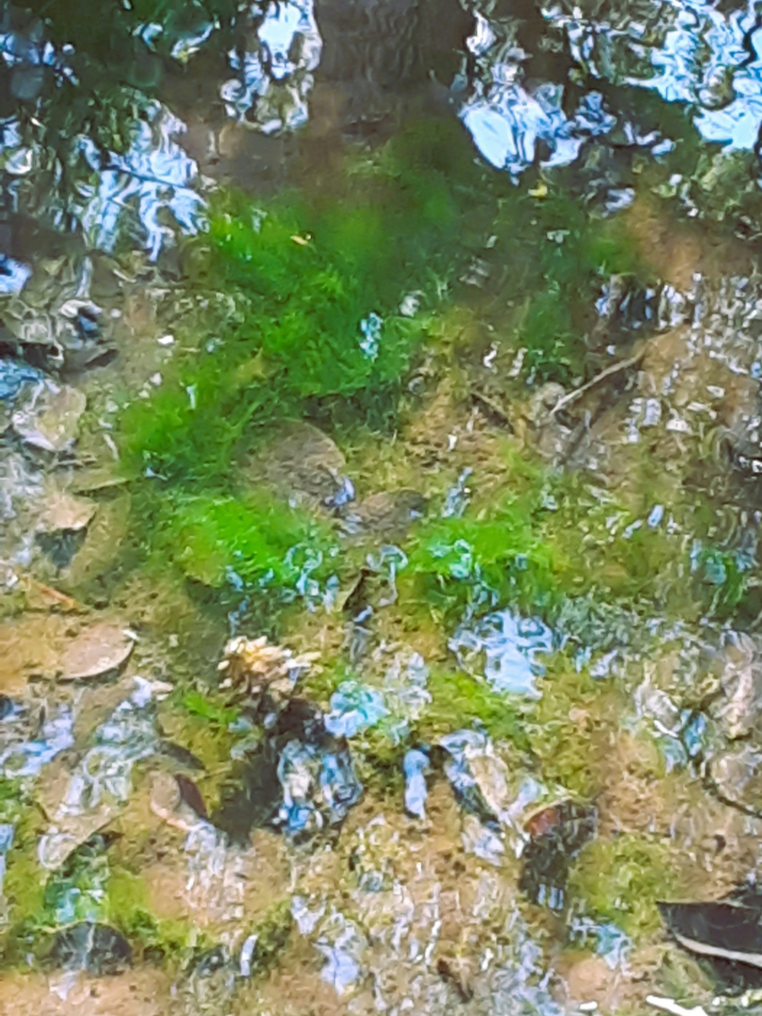 清澈溪流場景，水下可見綠色藻類和石頭