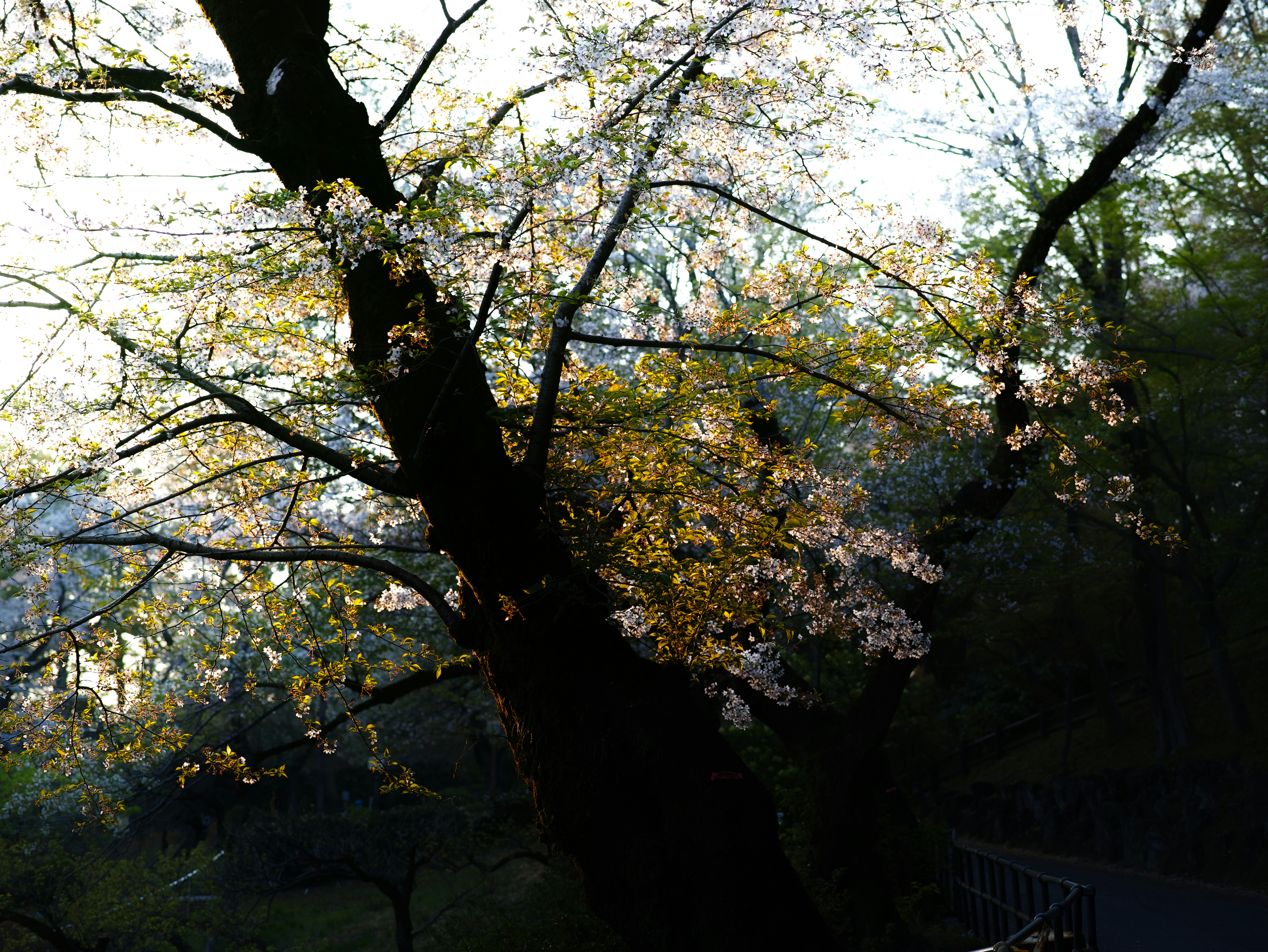Rami di ciliegio in fiore e alberi in fioritura