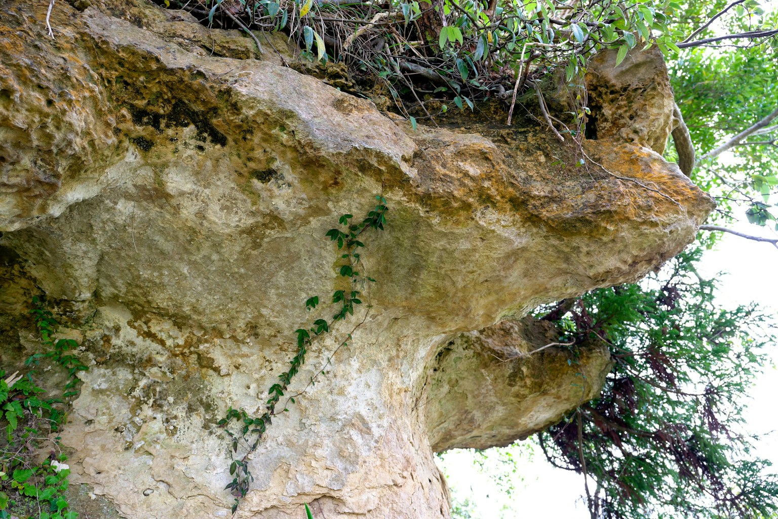 Natural landscape featuring green plants growing on a rock