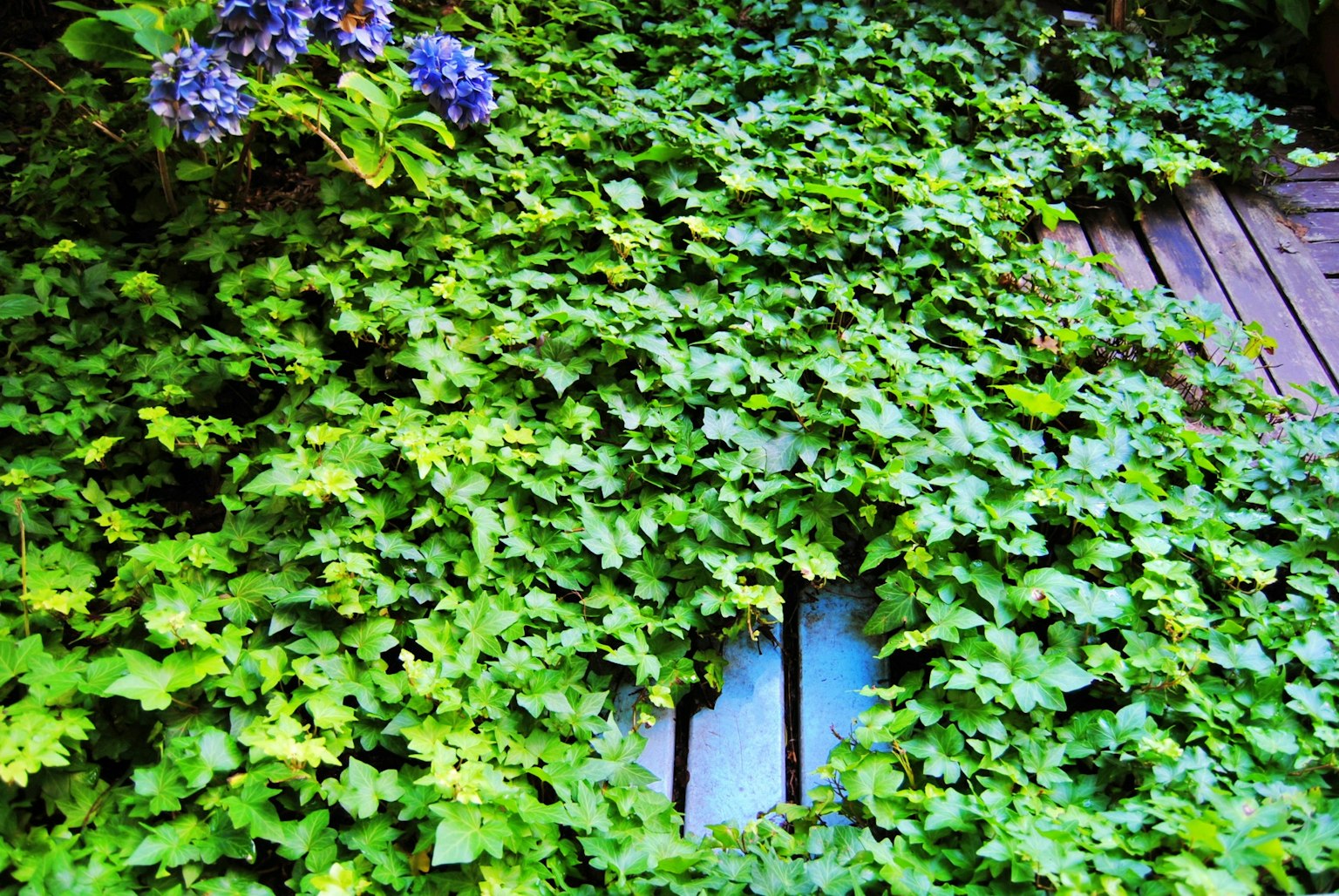 Vigne verte luxuriante recouvrant une terrasse en bois avec des fleurs violettes