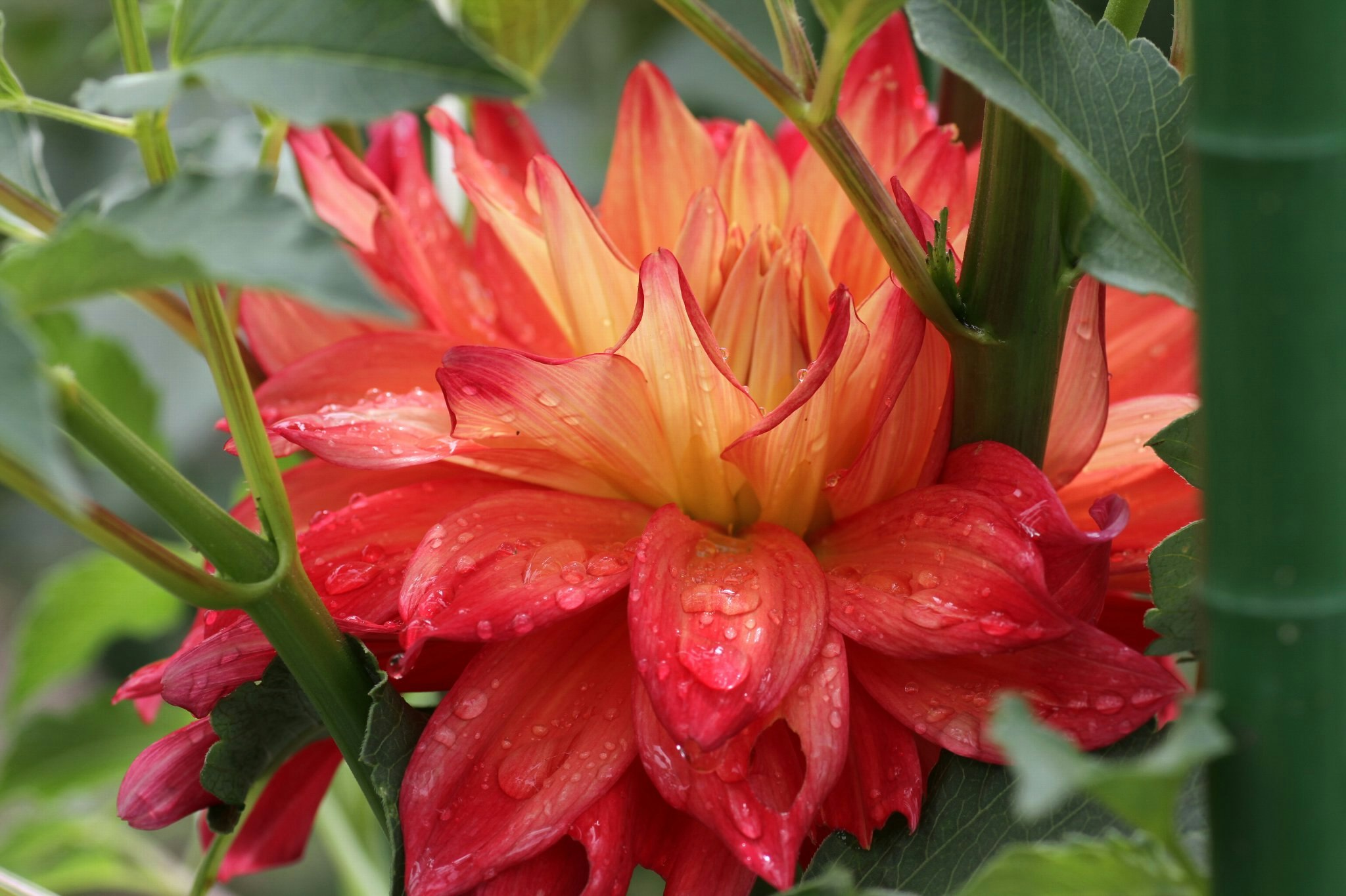 雨粒をまとった赤橙のダリアの花