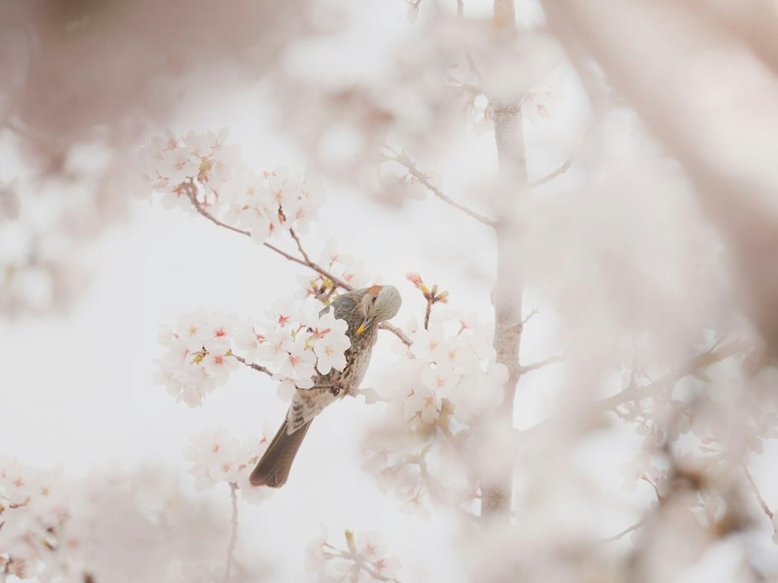 Une image aux couleurs douces d'un oiseau parmi des cerisiers en fleurs