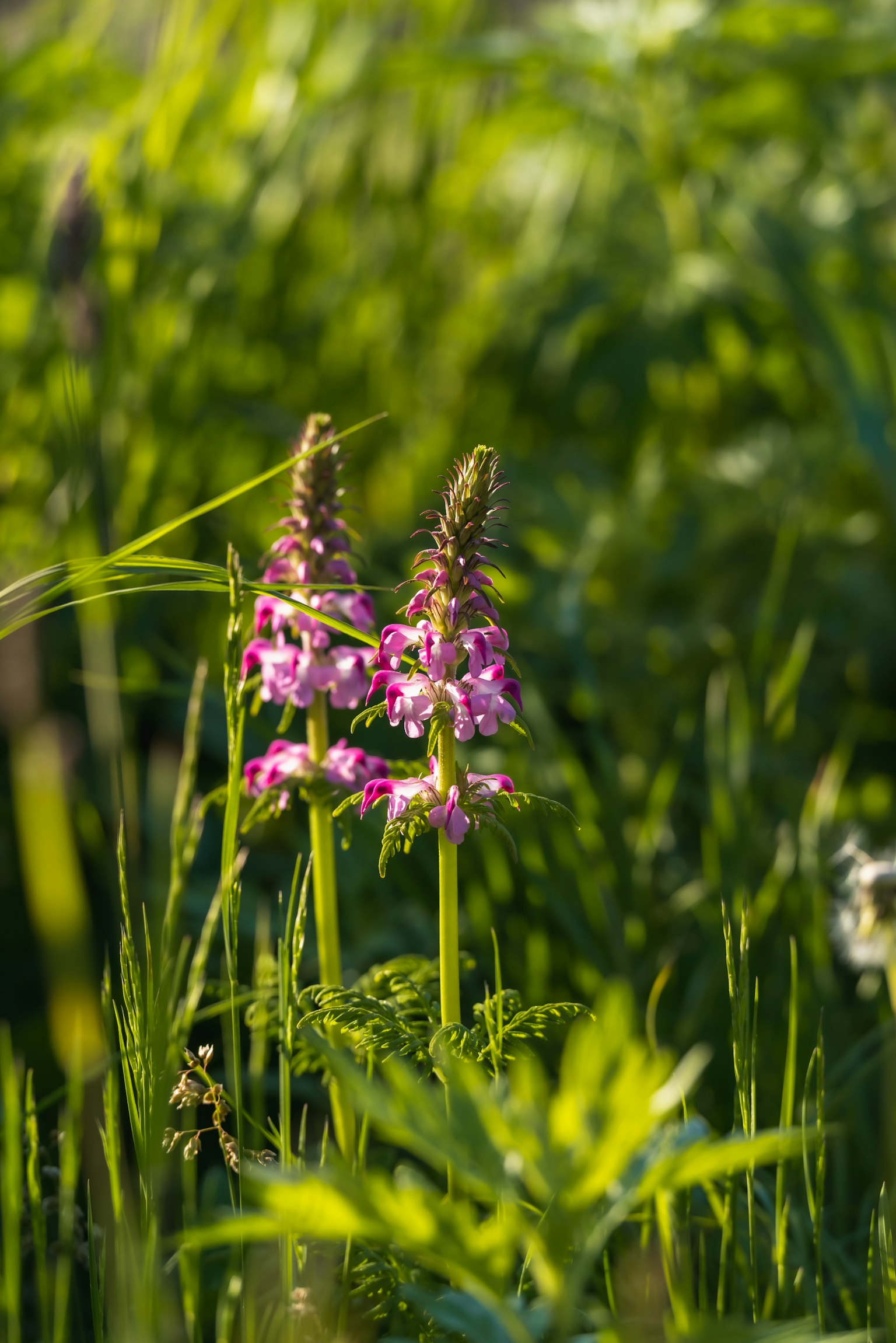 Raggruppamento di fiori rosa che sbocciano tra l'erba verde