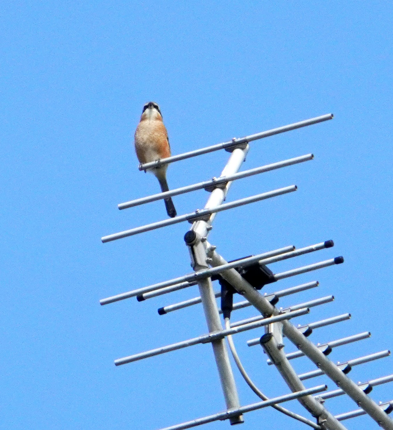 silueta de un ave posada en una antena metálica sobre un cielo azul despejado