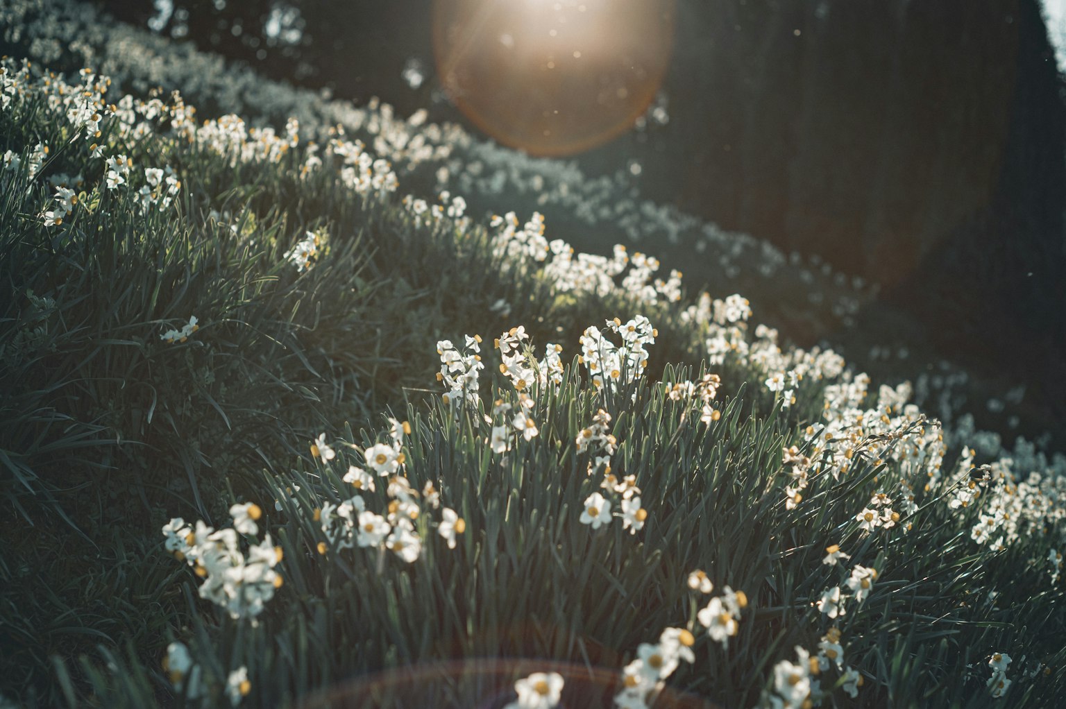 Un campo di fiori bianchi in fiore con la luce del sole