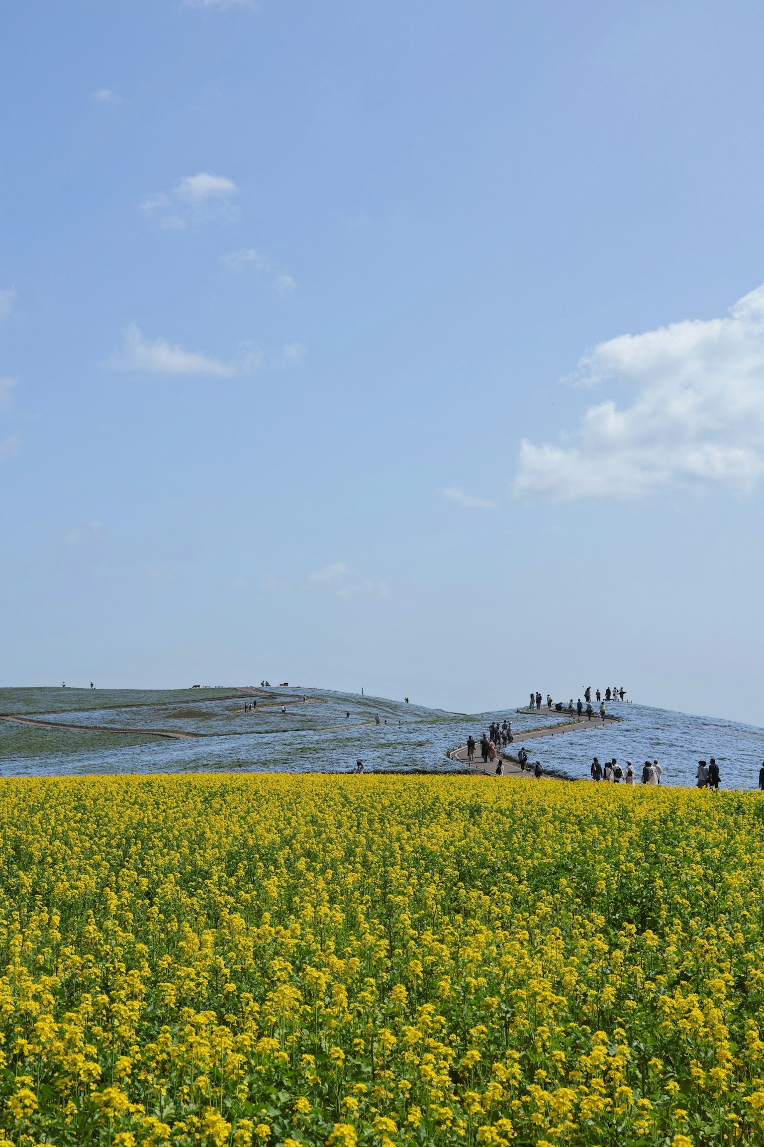 Weites Feld mit gelben Blumen unter einem blauen Himmel mit Menschen in der Ferne