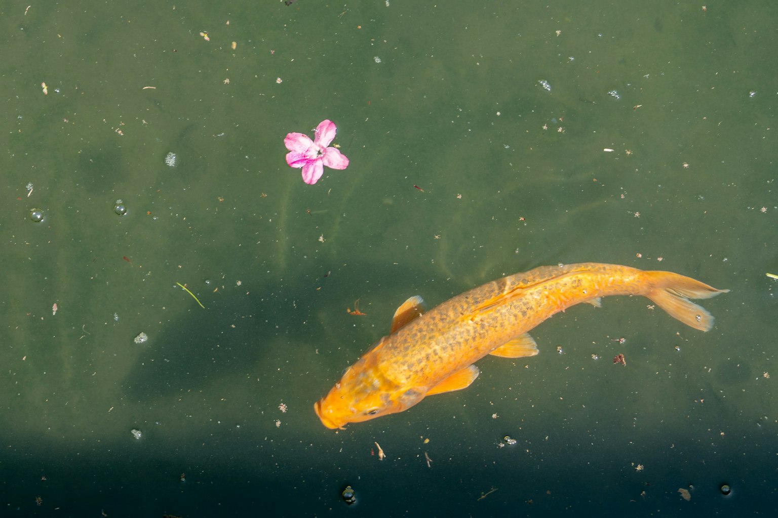 水面に浮かぶ金色の鯉とピンクの花