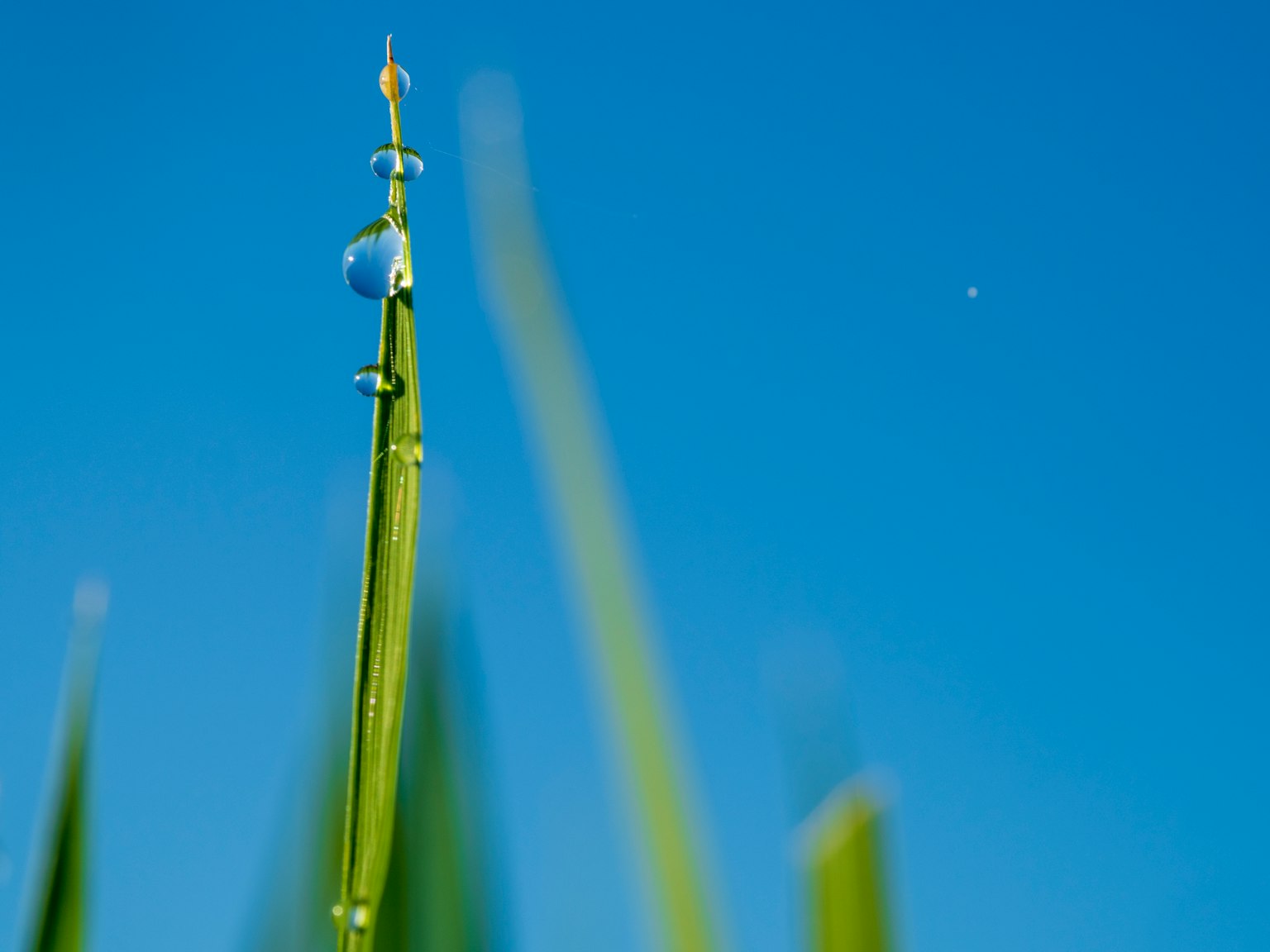 Grashalm mit Wassertropfen vor blauem Himmel