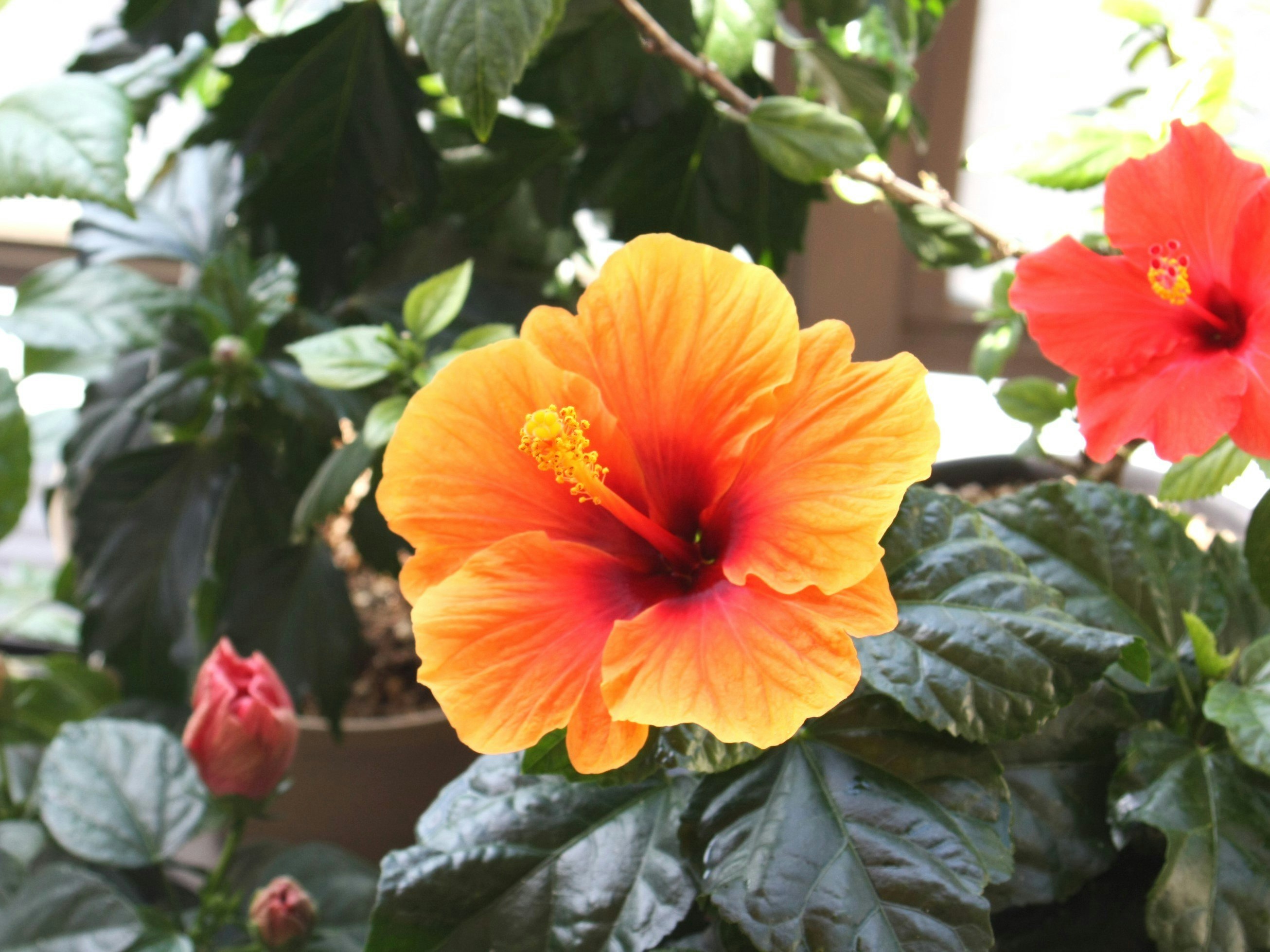 オレンジのハイビスカスの花と葉のクローズアップ