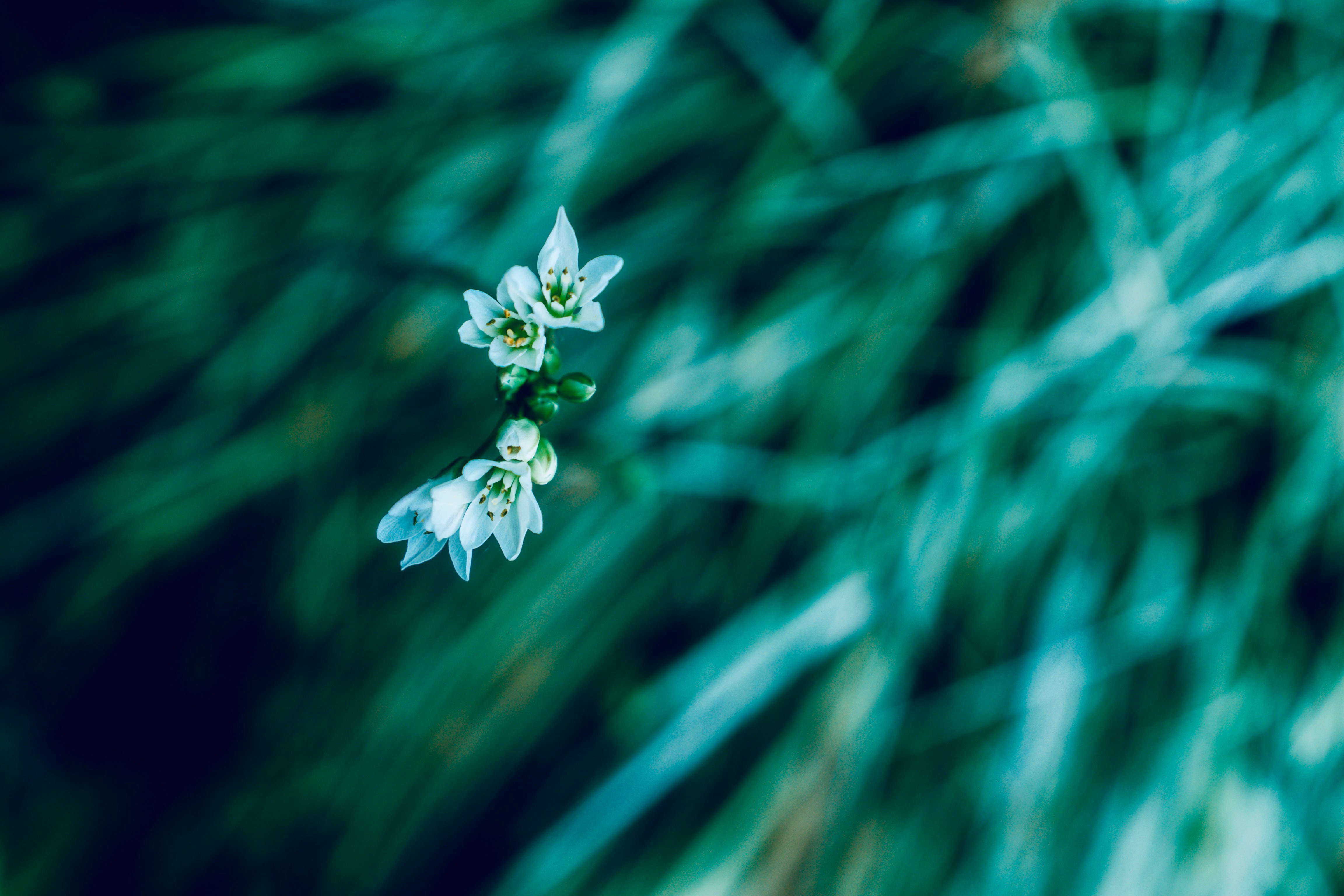 青い花の小さな花びらが浮かぶボケの草地