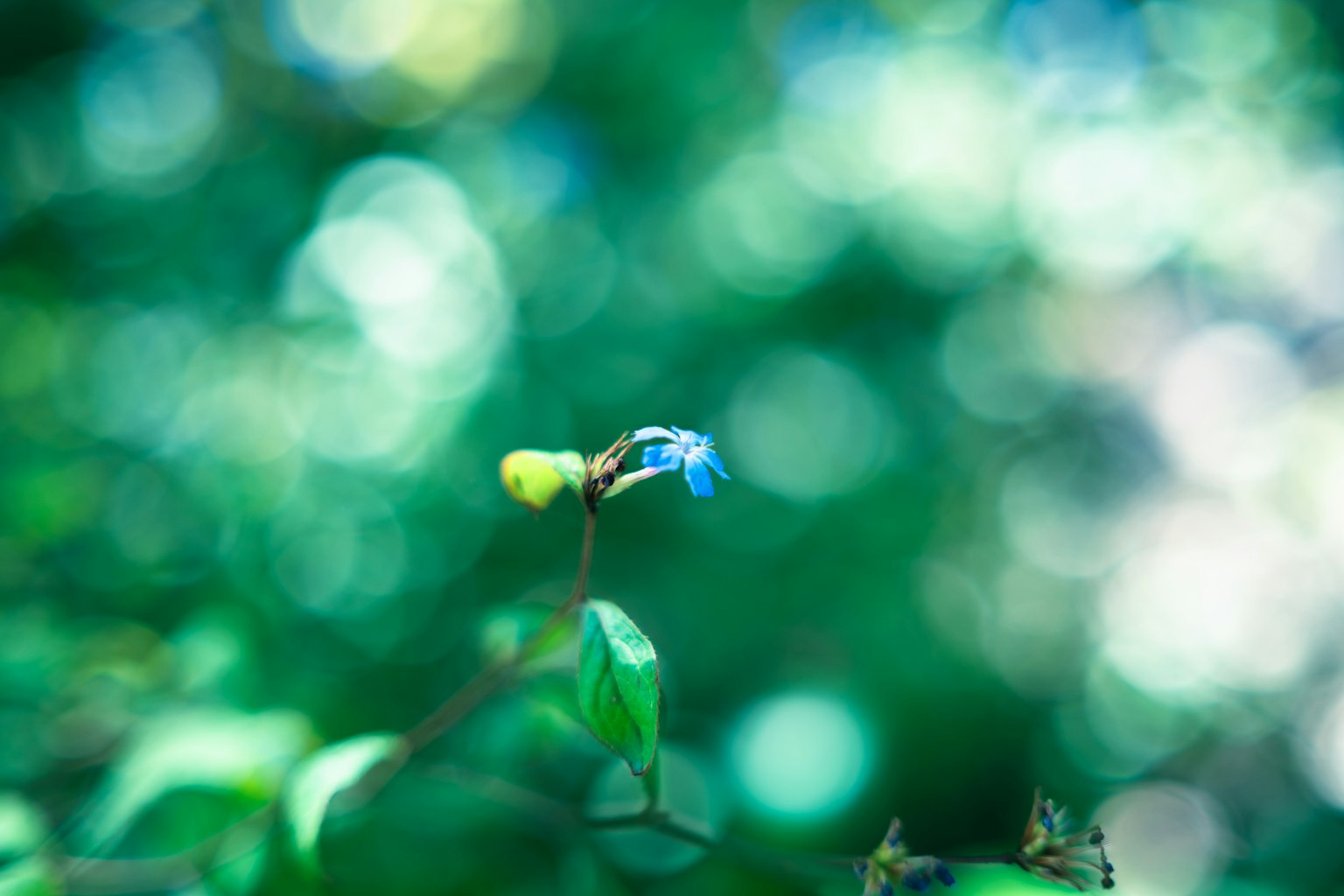 Verschwommene Aufnahme einer blauen Blume mit grünem Hintergrund