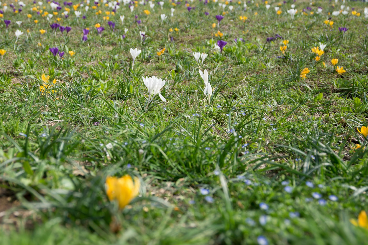 Un campo colorido de flores en flor con césped verde