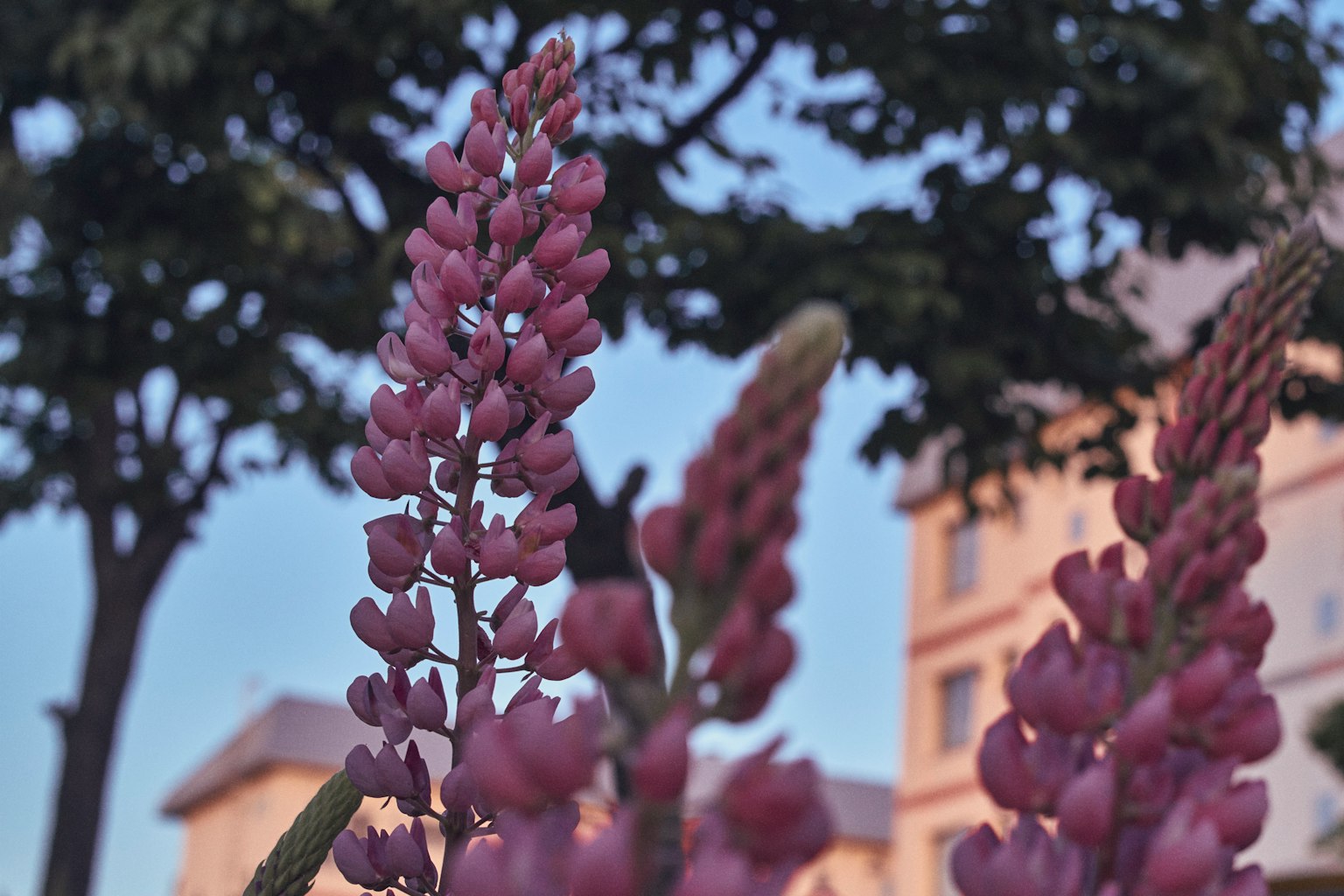 Cluster of purple lupine flowers with buildings and trees in the background