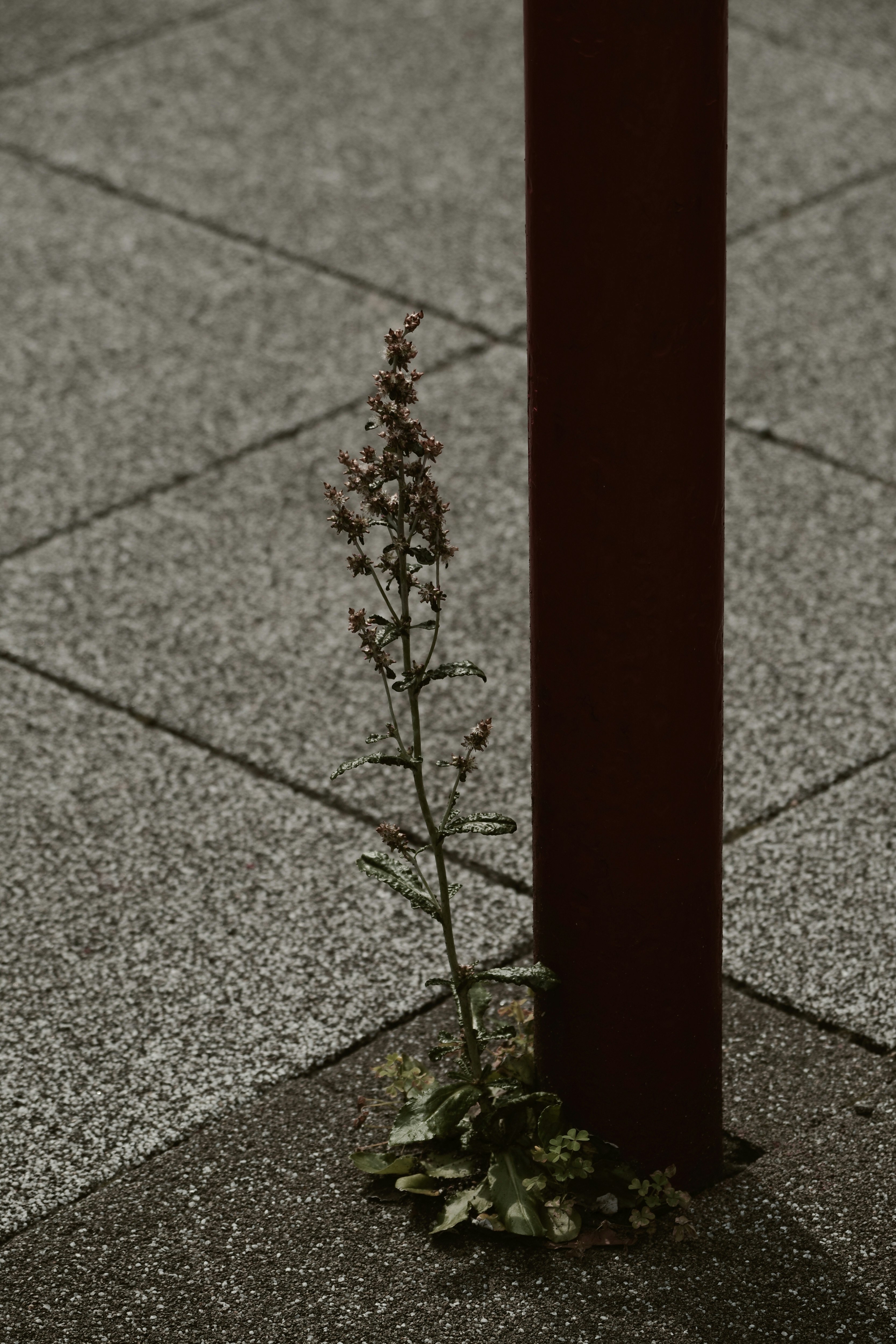 花を咲かす街角の植え込みと石畳の路地