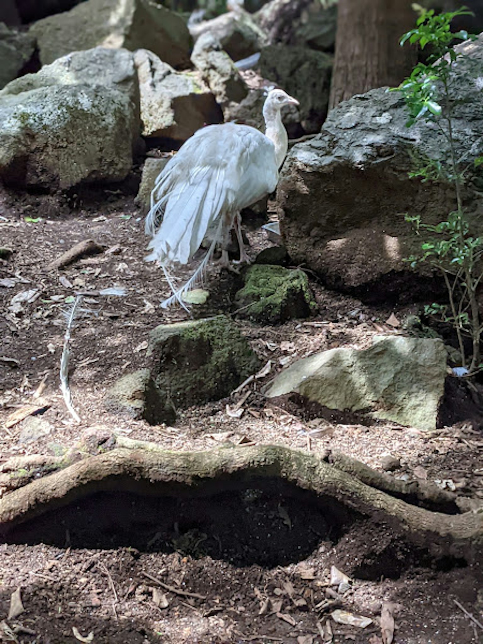 A white peacock standing near rocks in a forest setting
