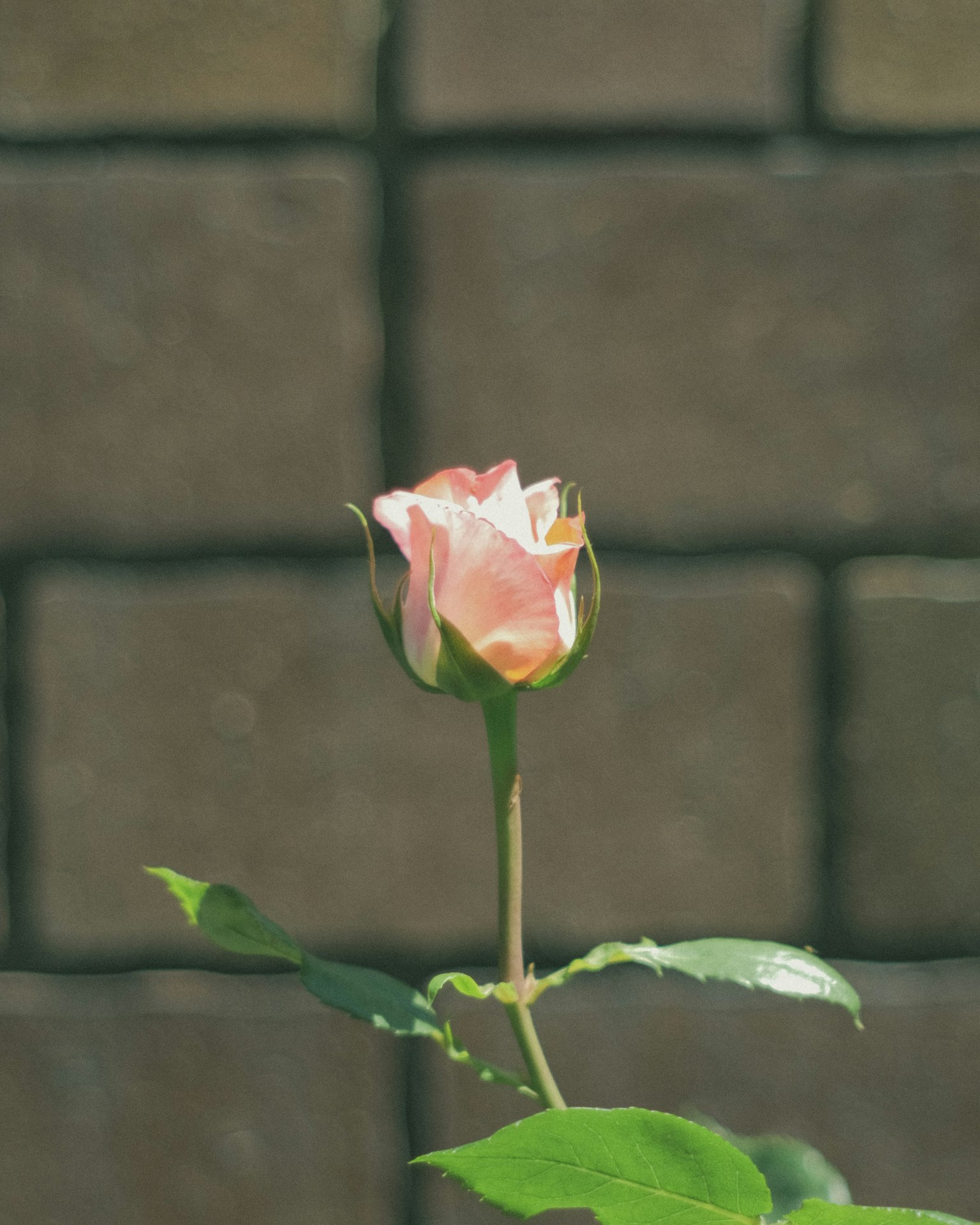 Una rosa rosa che fiorisce con foglie verdi contro uno sfondo di muro di mattoni
