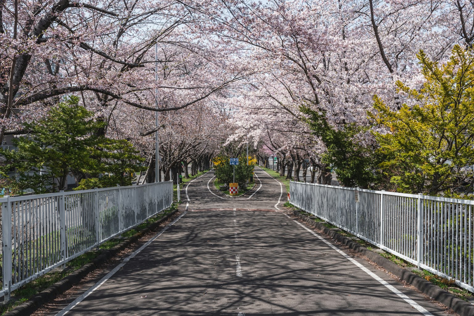 櫻花樹旁的美麗道路景觀