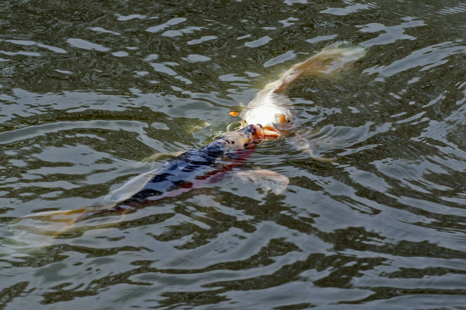Ein bunter Koi-Fisch, der an der Wasseroberfläche schwimmt