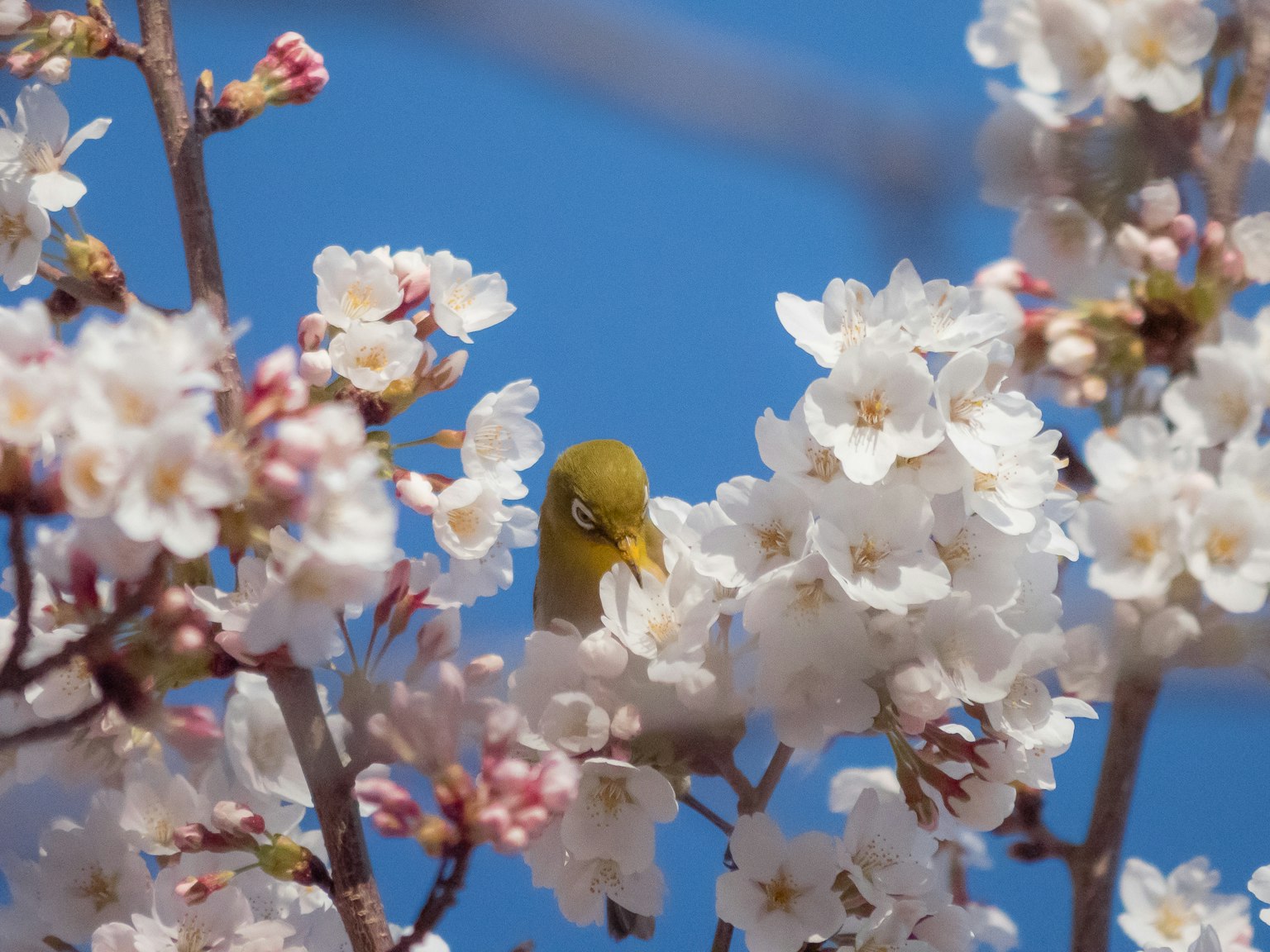 A Japanese white-eye bird among cherry blossoms under a blue sky