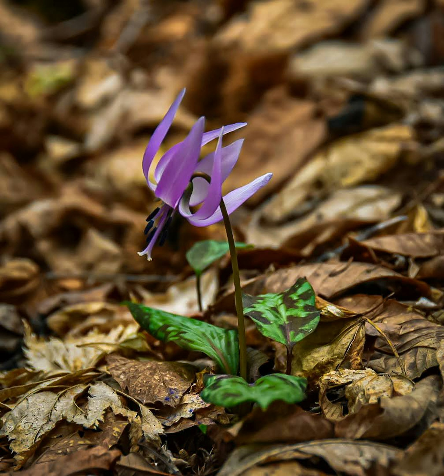 Eine lila Blume blüht zwischen gefallenen Blättern