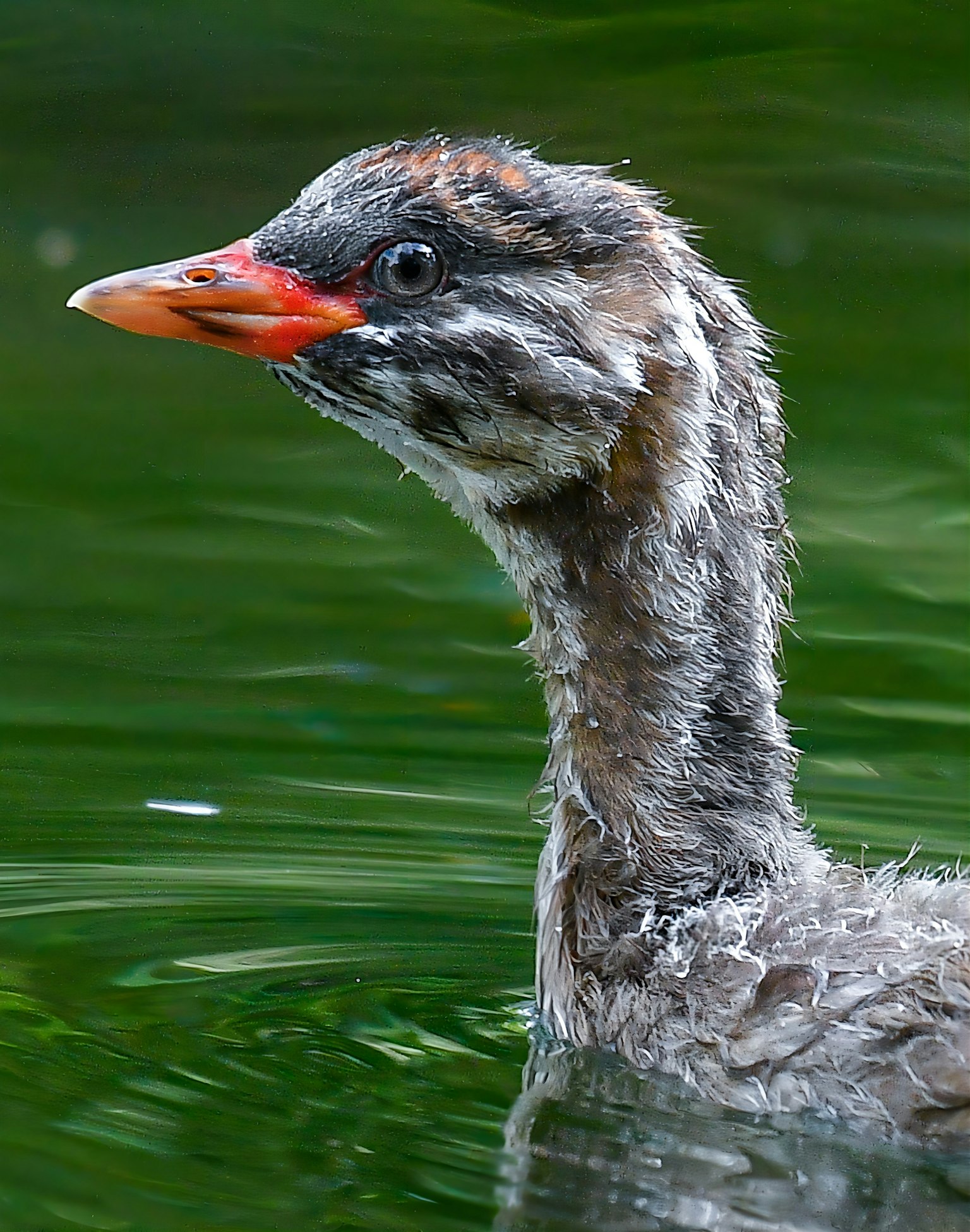 Profil eines jungen Vogels, der auf dem Wasser schwimmt, mit grauen und weißen Federn und einem orangefarbenen Schnabel