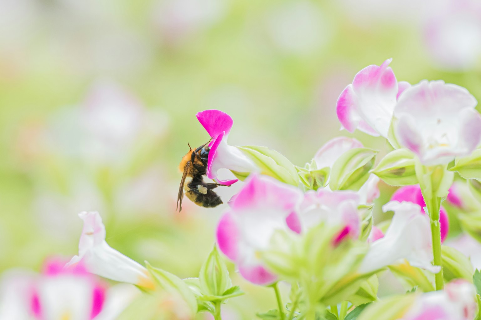 Abeja recolectando néctar de flores rosas