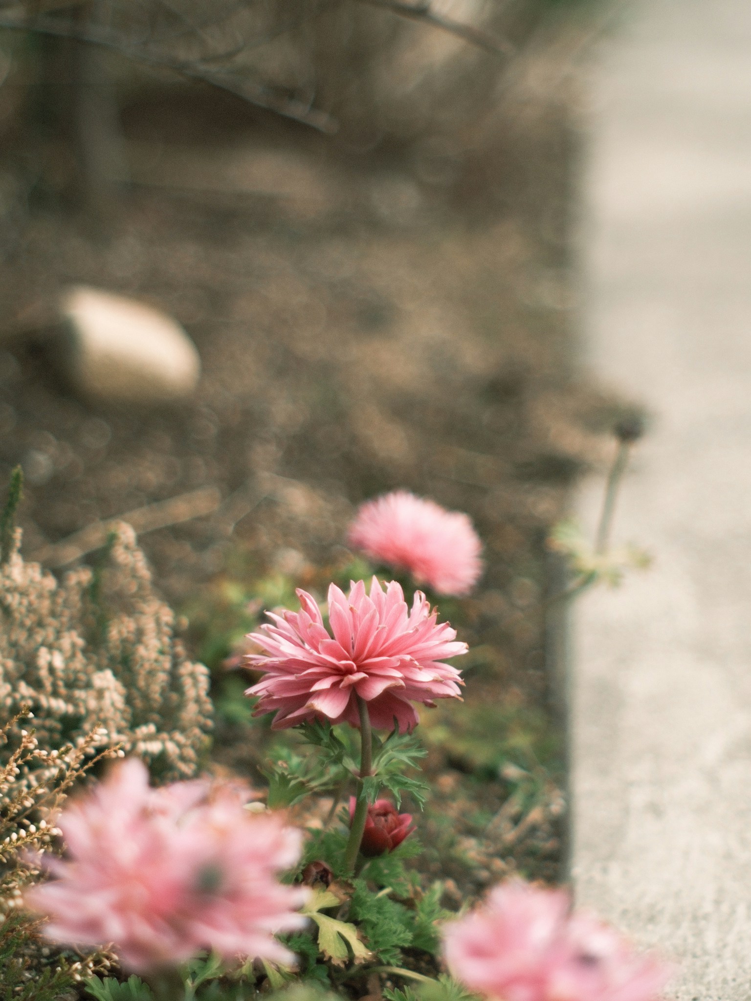 Pink flowers blooming near a garden path