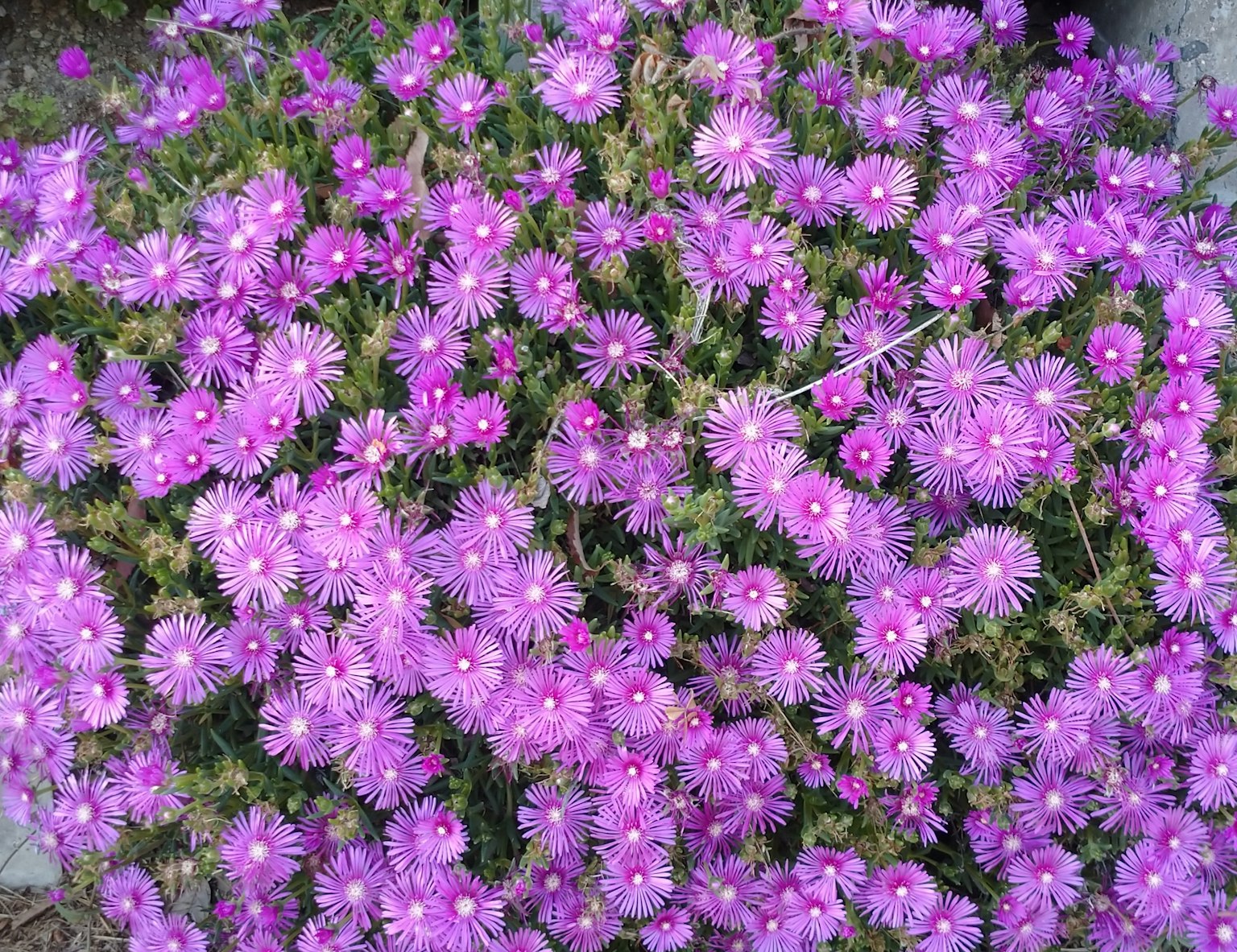 Nahaufnahme von lebhaften lila Blumen in voller Blüte