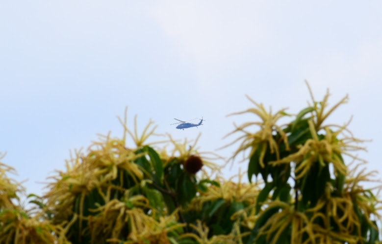 ヘリコプターと木々の上空の青空