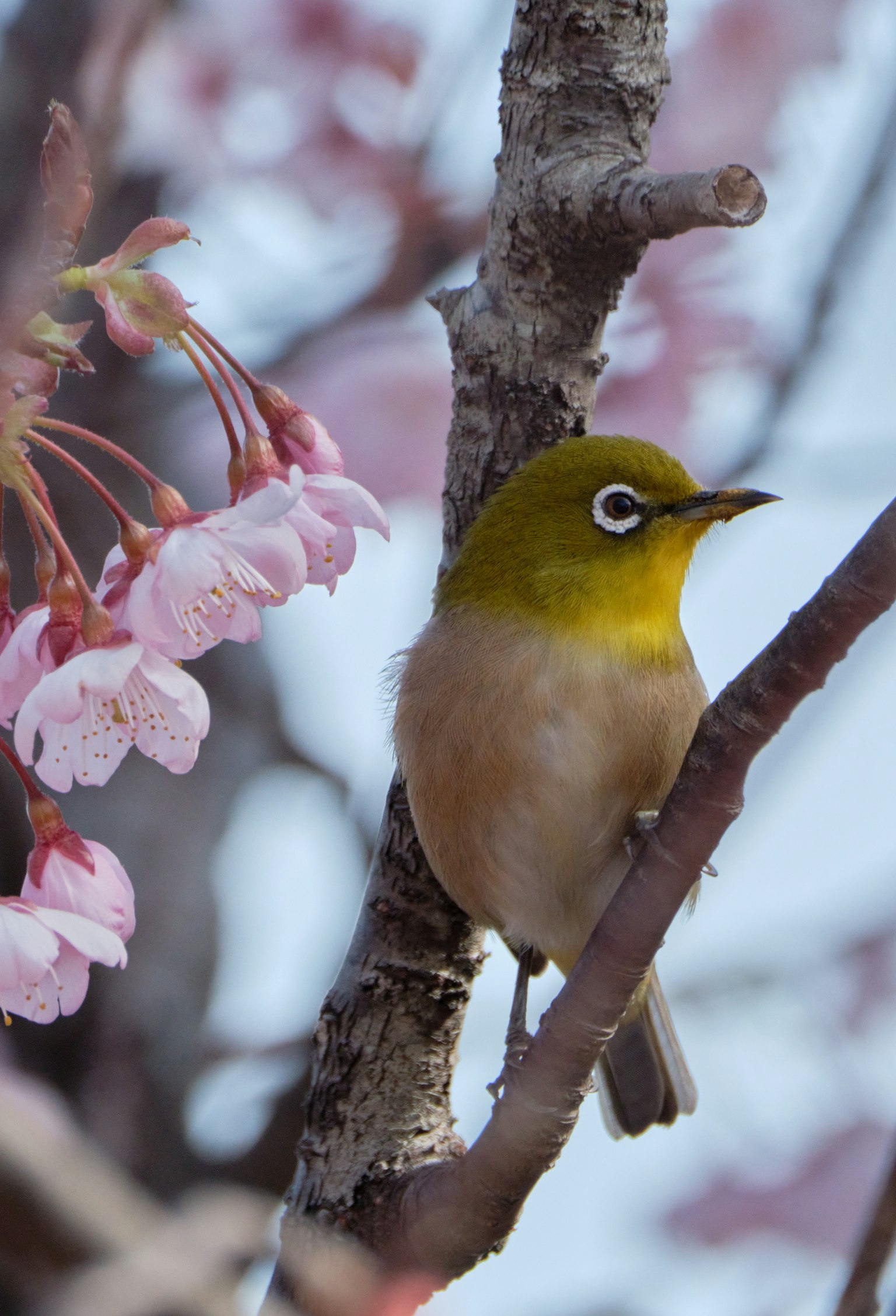 櫻花樹枝上棲息的日本白眼鳥特寫