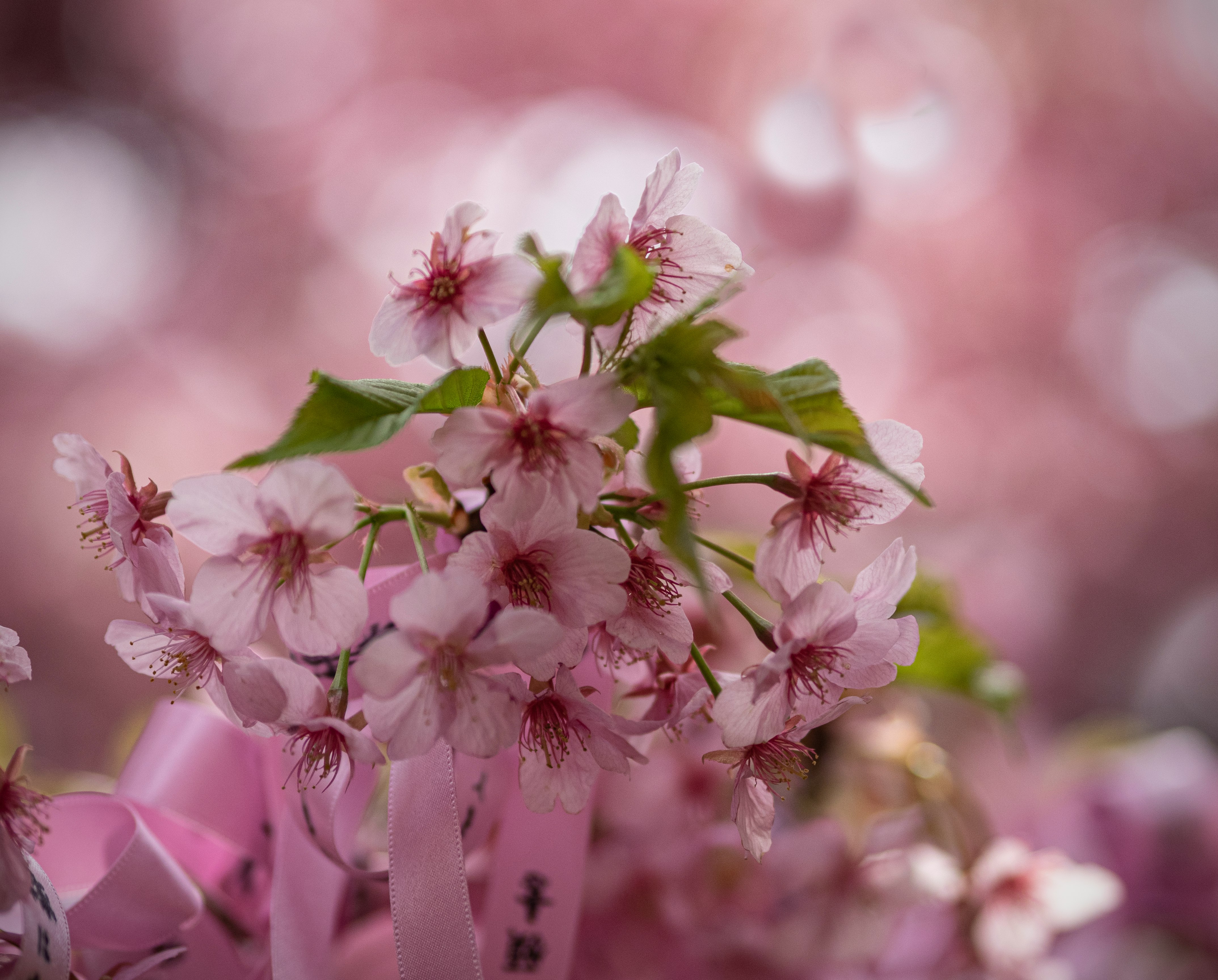 ピンクの桜の花が咲く枝先のクローズアップ