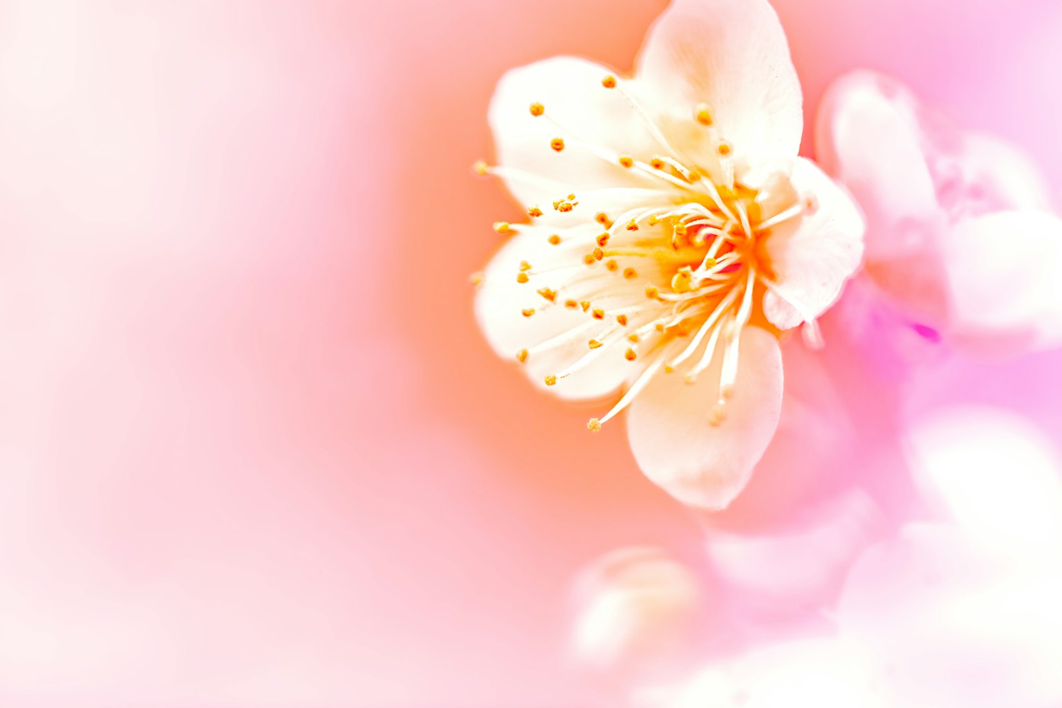 Close-up of a white flower blooming against a soft pink background highlighting the petals and details at the center