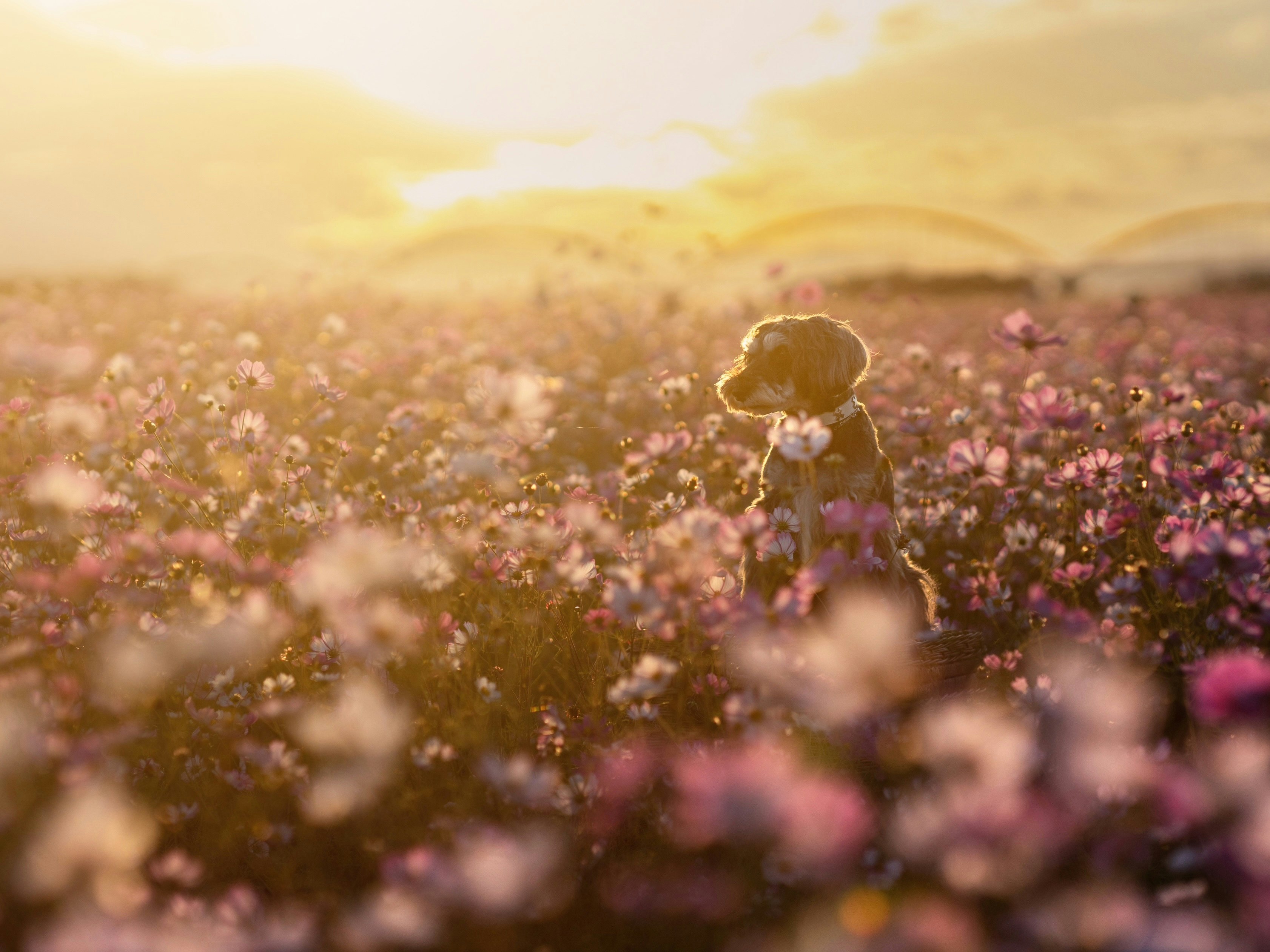 soft backlit wildflowers in a spring meadow