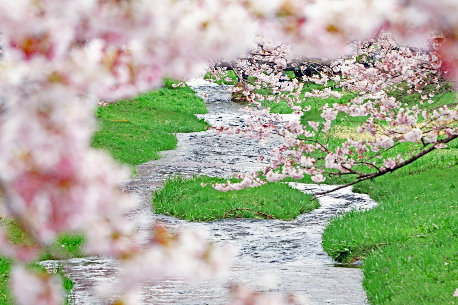 ทิวทัศน์ที่สวยงามของลำธารที่ล้อมรอบด้วยดอกซากุระและหญ้าสีเขียว