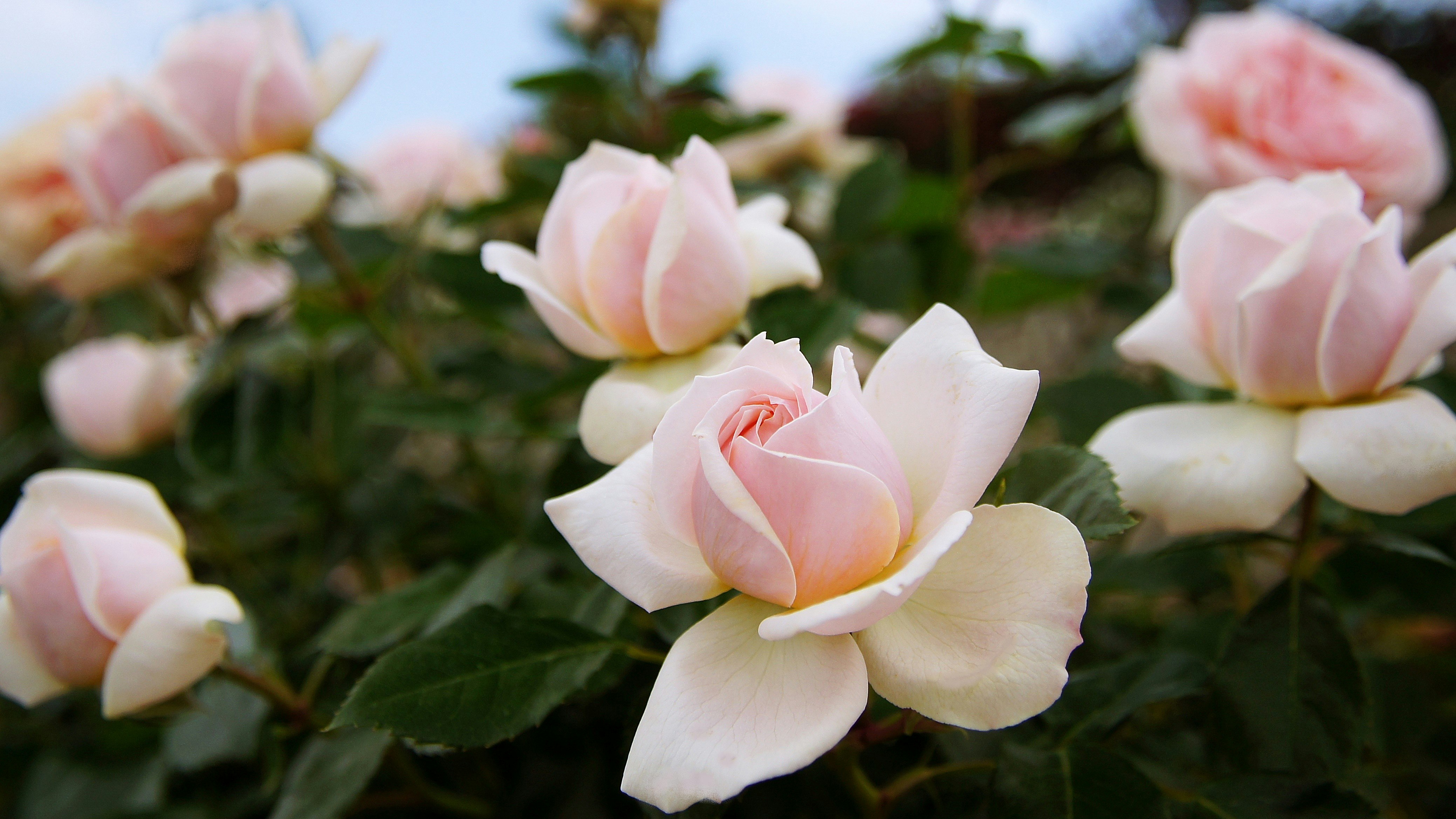 Nahaufnahme von blassrosa Rosen in Blüte