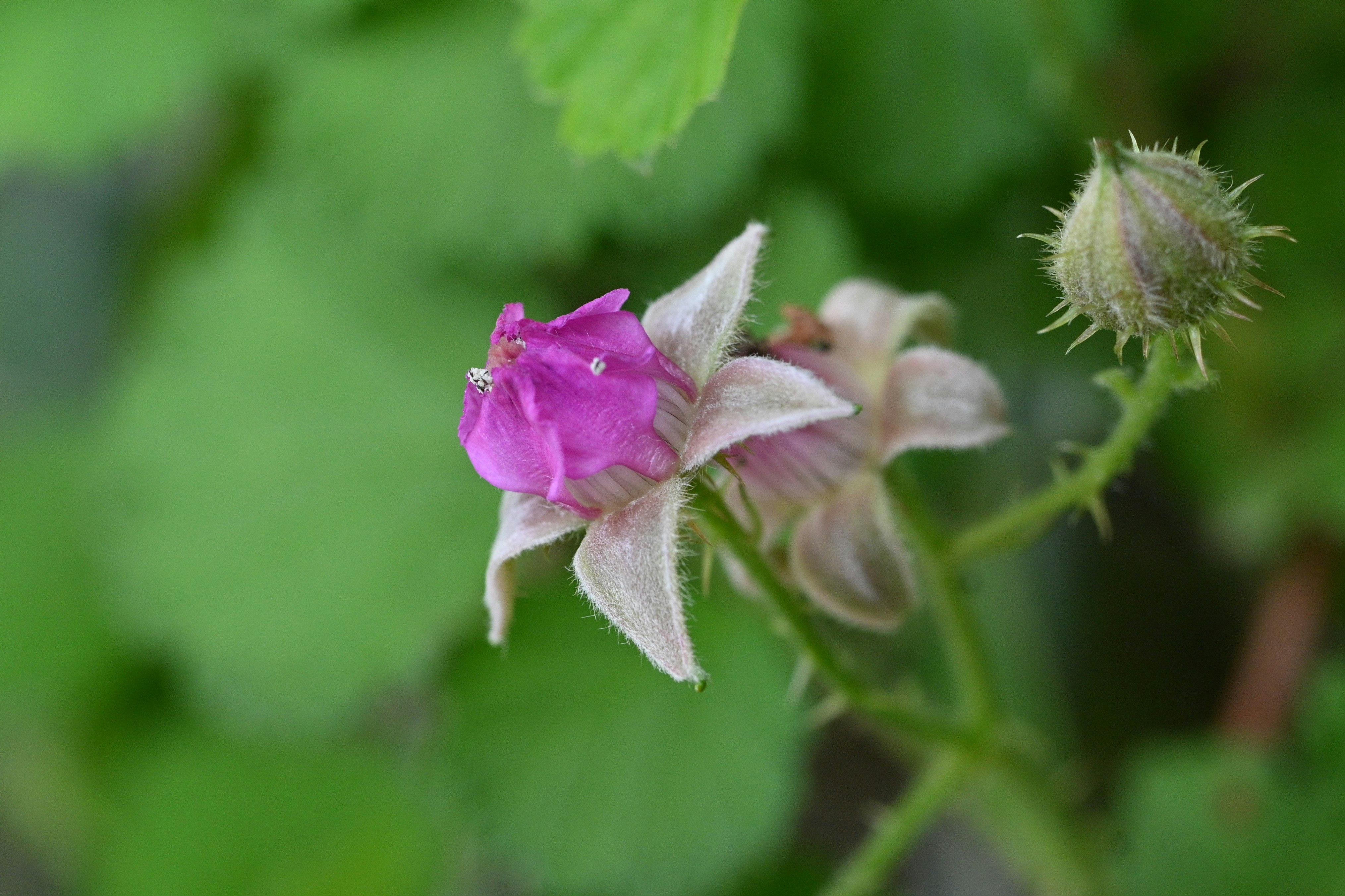 ナワシロイチゴ（苗代苺）の花が咲く花のクローズアップ
