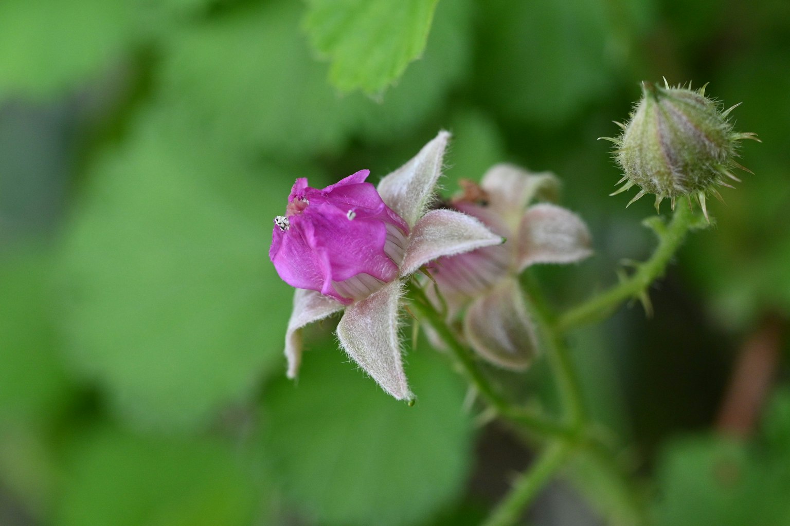 Petite fleur rose et bouton fleurissant parmi des feuilles vertes