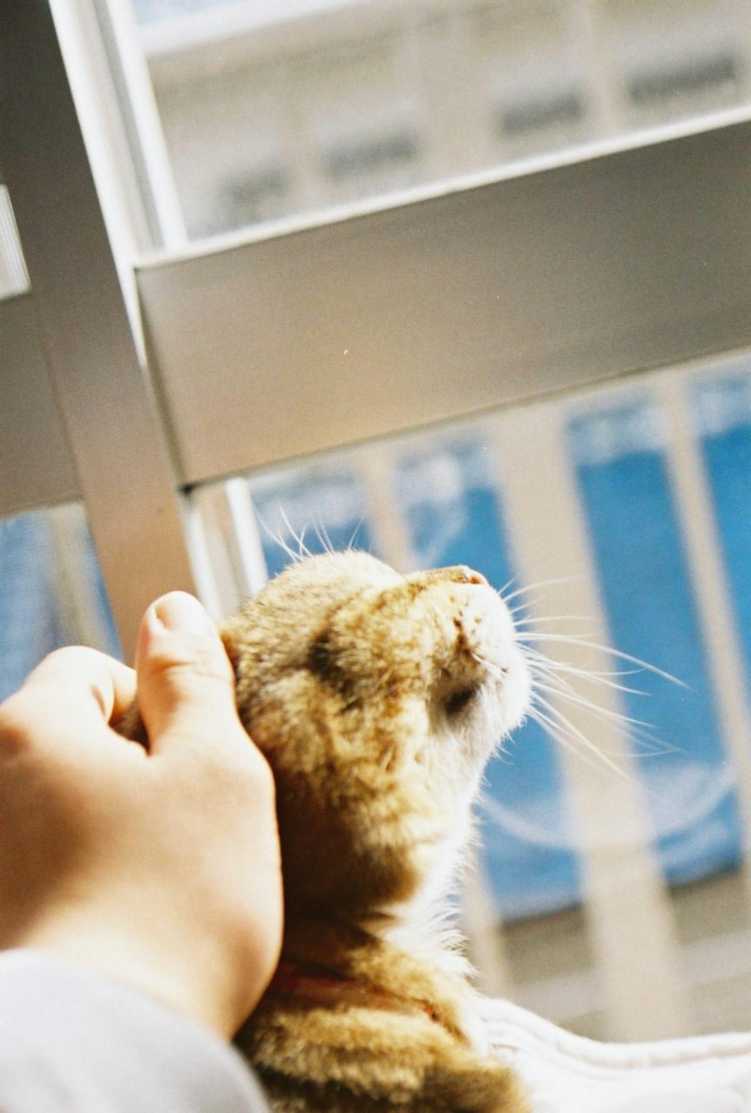Side profile of a brown cat being petted by a hand near a window
