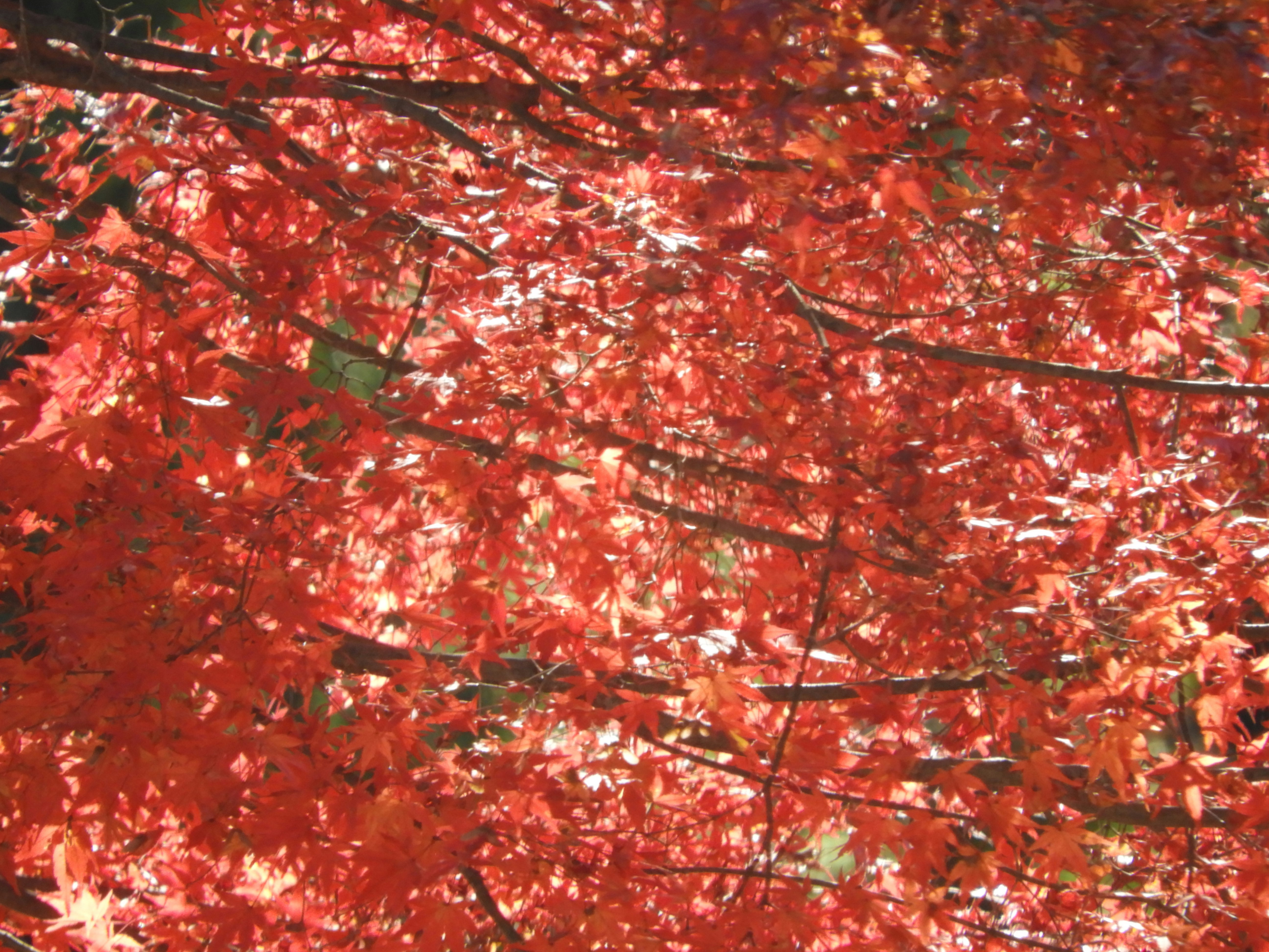 赤い紅葉が枝いっぱいに広がる秋の景色