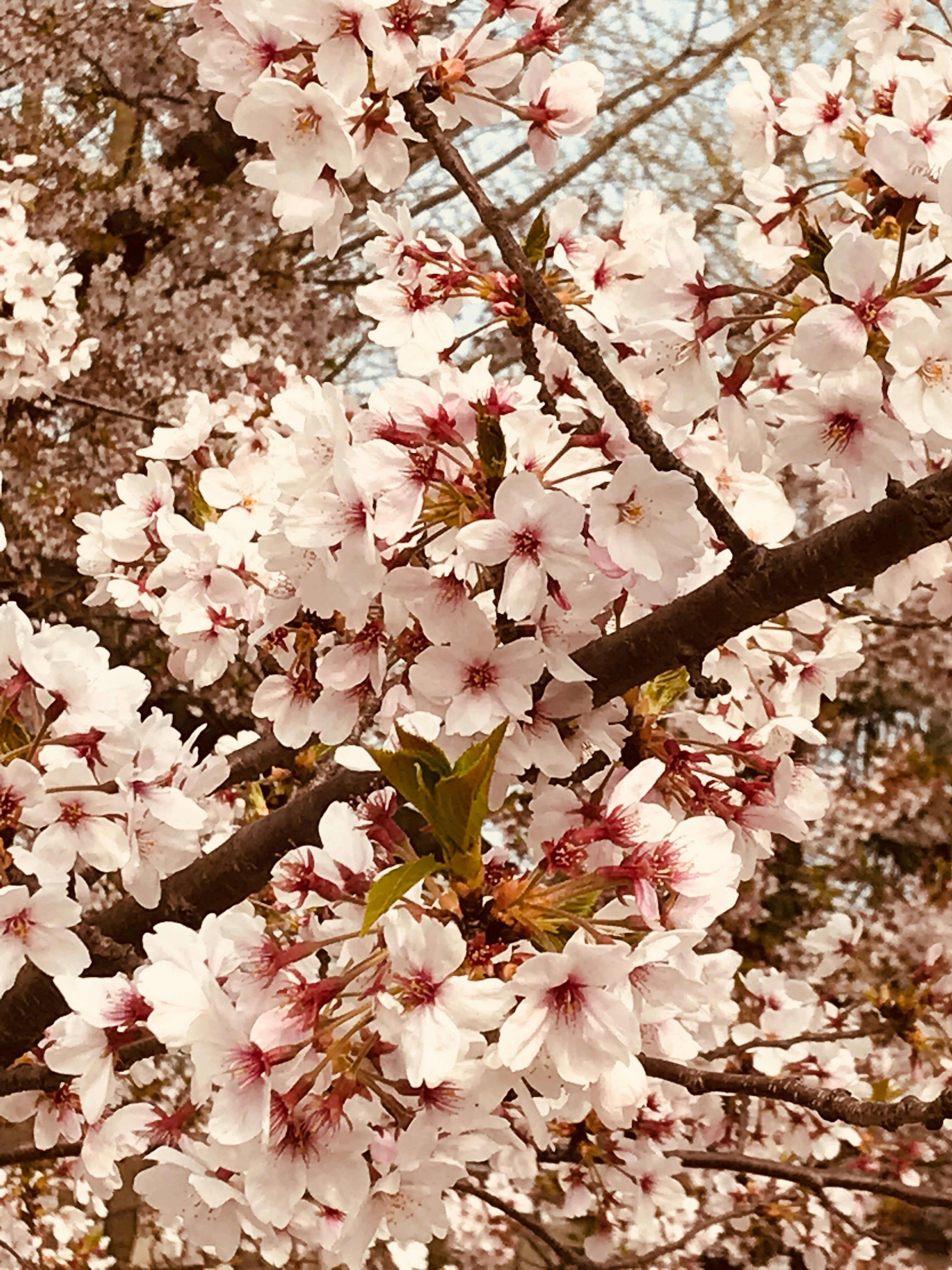 櫻花花簇綻放在枝條上的特寫