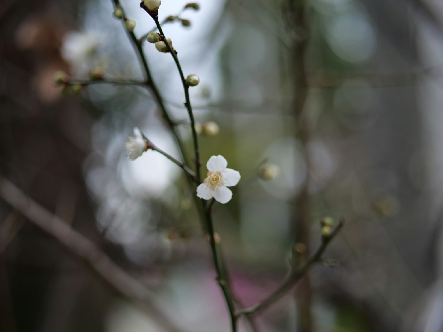 Primer plano de una rama delgada con una flor blanca en flor