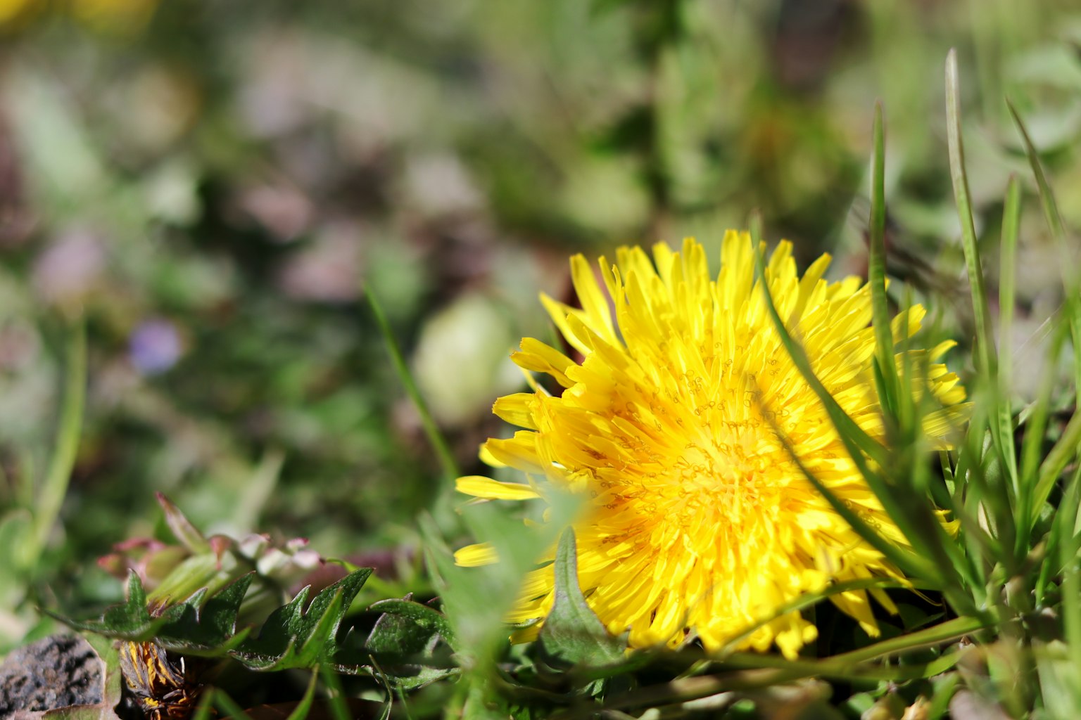 Una flor de diente de león amarilla vibrante floreciendo entre la hierba verde