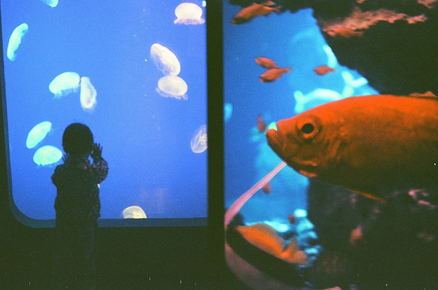 Bild eines Aquariums mit Quallen vor blauem Hintergrund und einem orangefarbenen Fisch