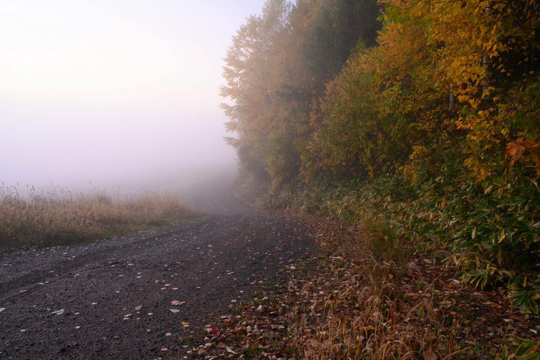 foggy path through trees with fallen leaves