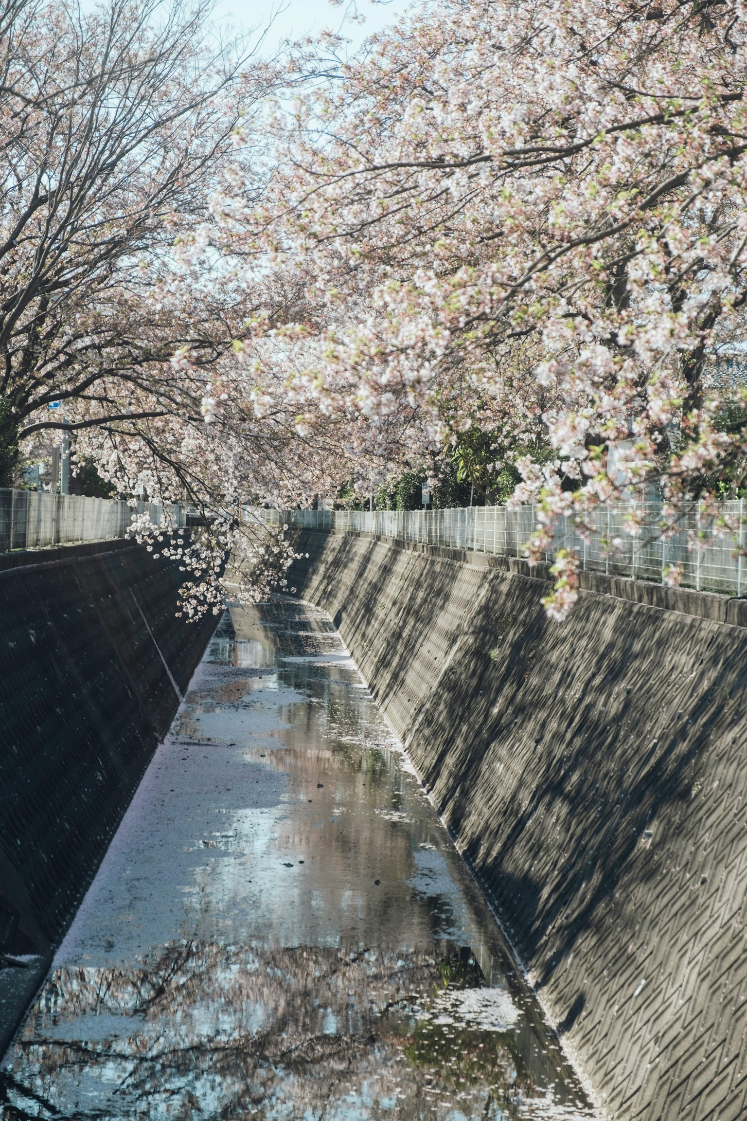 樱花盛开的水道风景