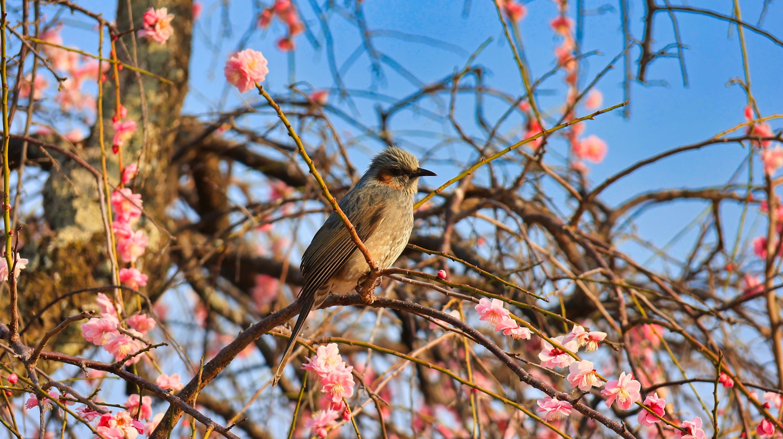 Ein Vogel sitzt auf einem Kirschbaumzweig vor einem blauen Himmel