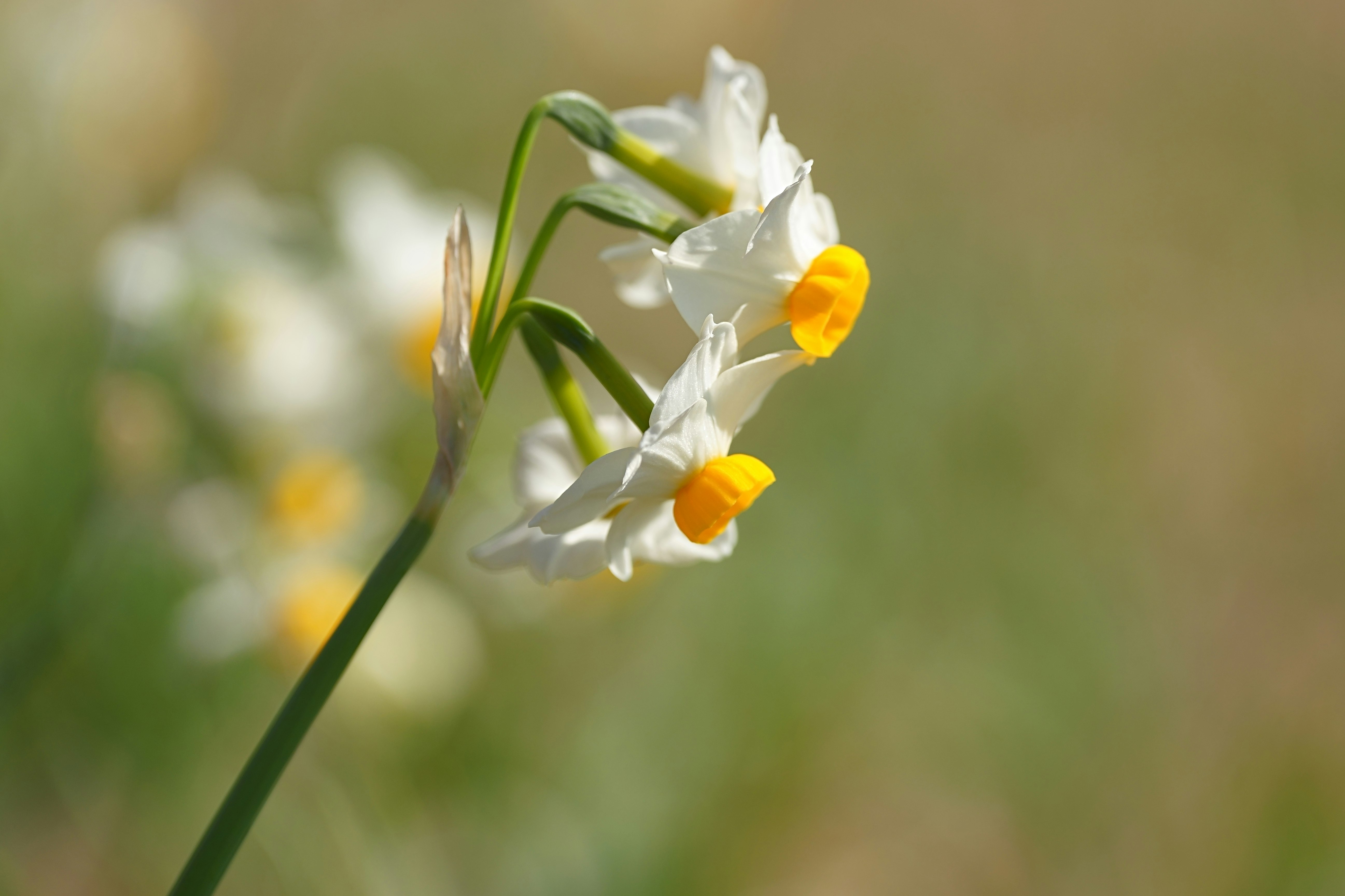 光の中で咲く小さな春の花の横顔