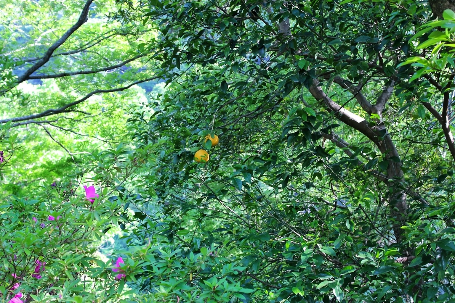 郁郁蔥蔥的綠樹中可見橙色果實和粉紅色花朵的景象
