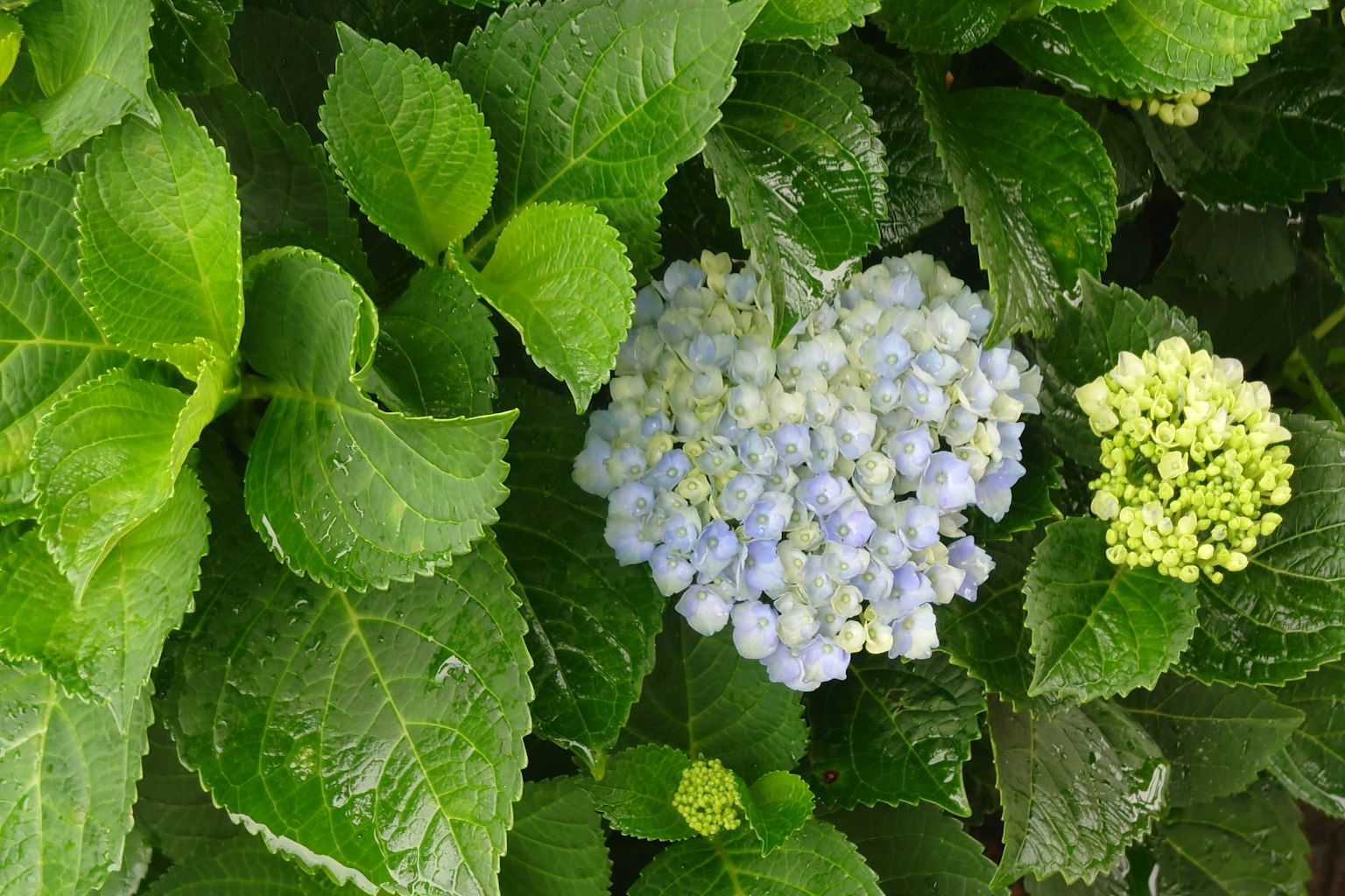 Bella scena di ortensia circondata da foglie verdi e fiori blu