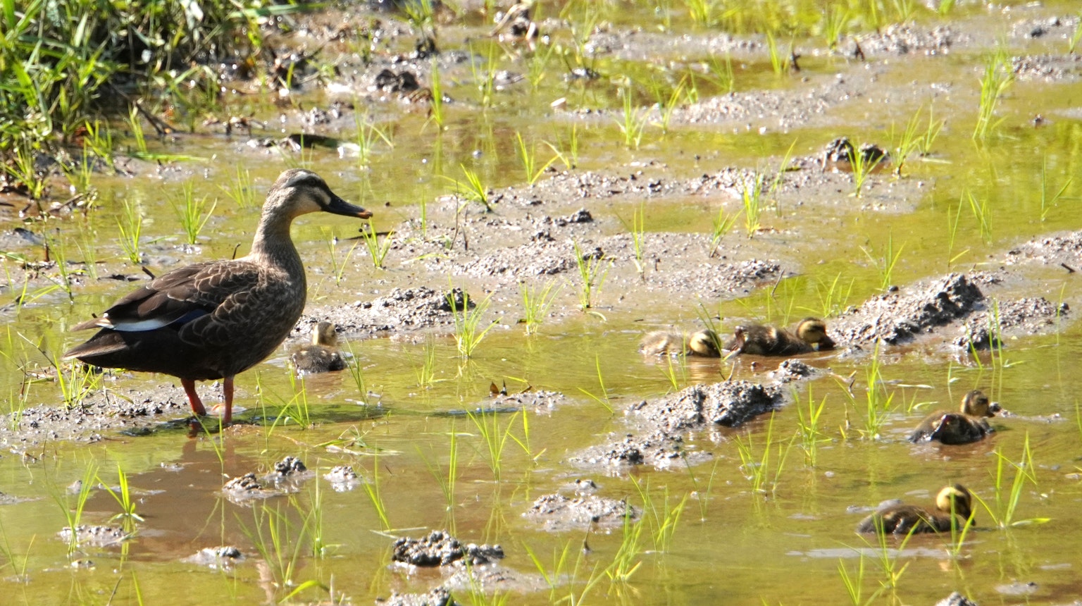 Bebek berdiri di sawah dengan tanaman padi muda